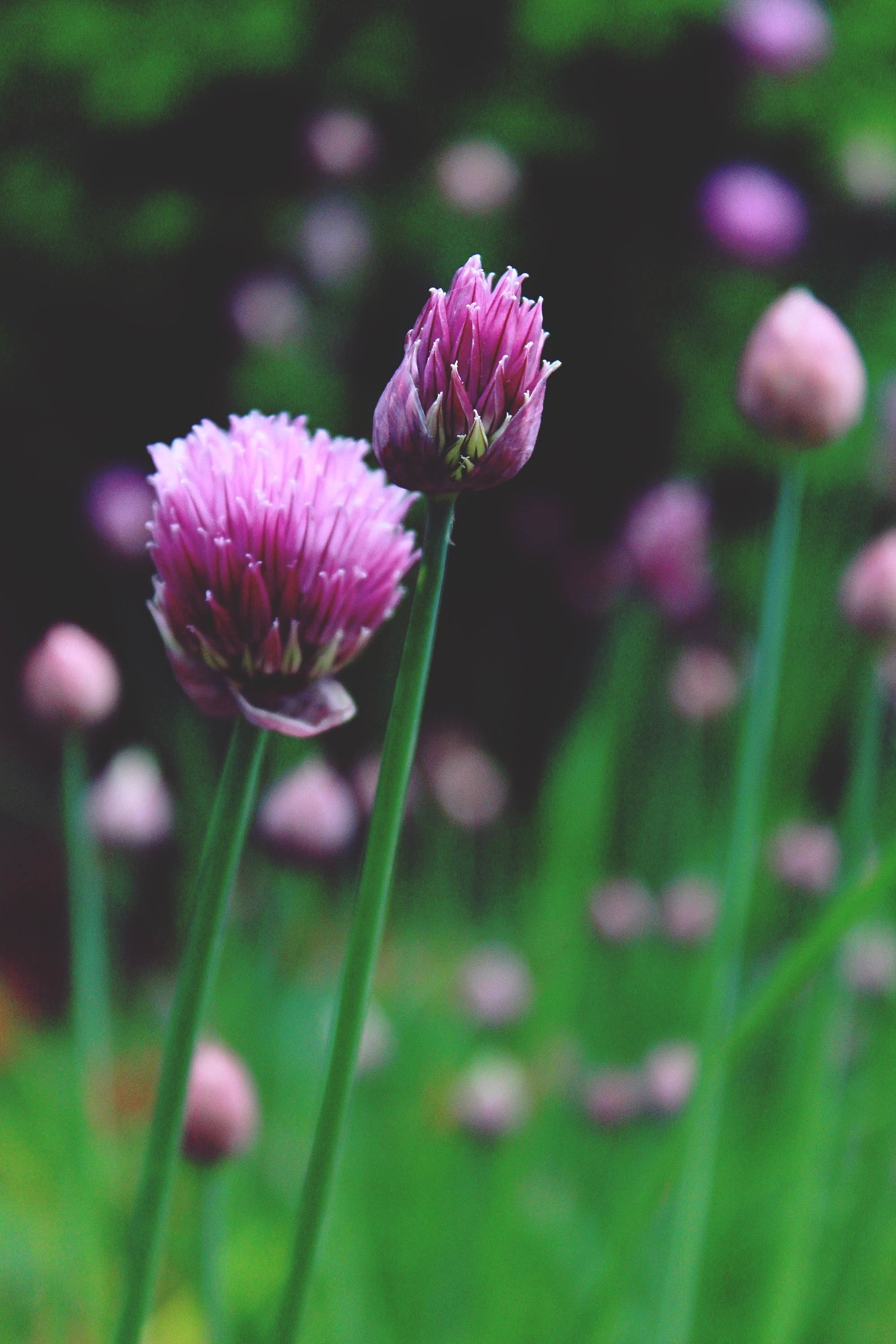 Purple chives flower, Free image, Peakpx, Culinary herb, 2000x3000 HD Phone