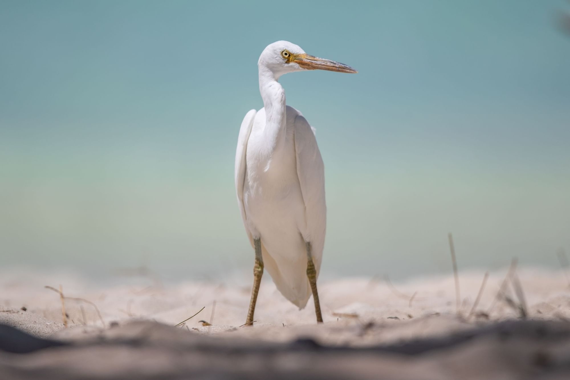 Middle egret, Herons Wallpaper, 2000x1340 HD Desktop