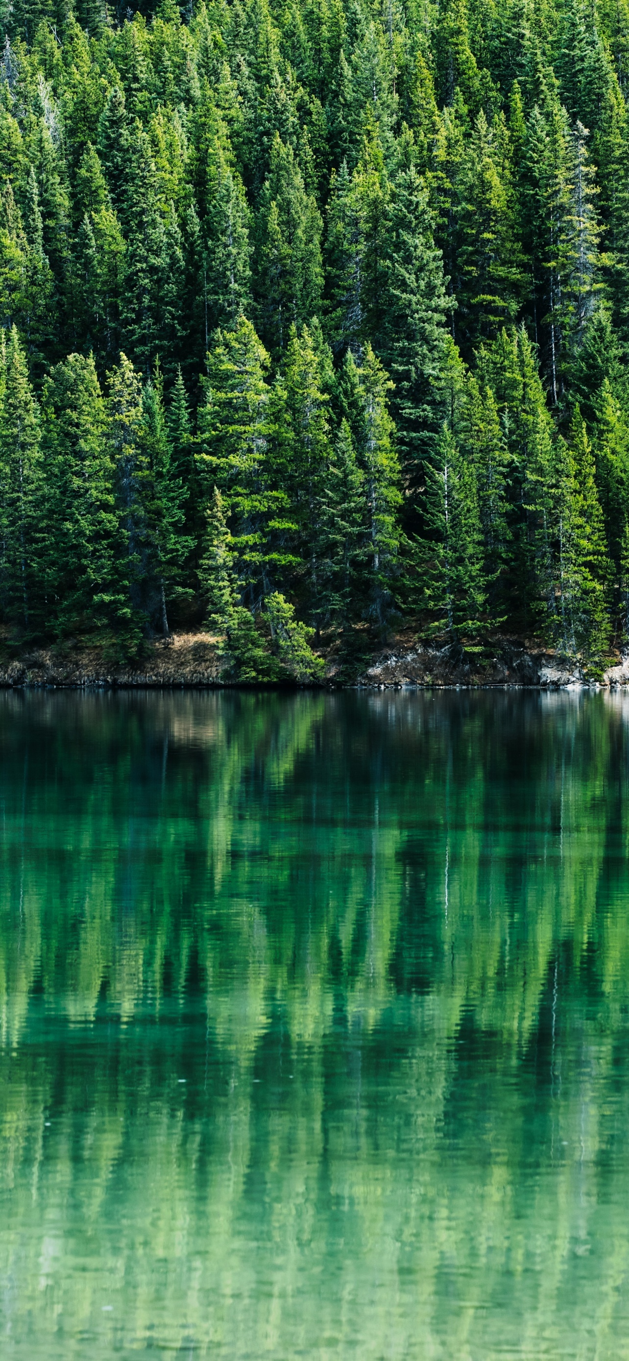 dense pine forest, turquoise lake reflection, evergreen tree shoreline, HD Phone wallpaper