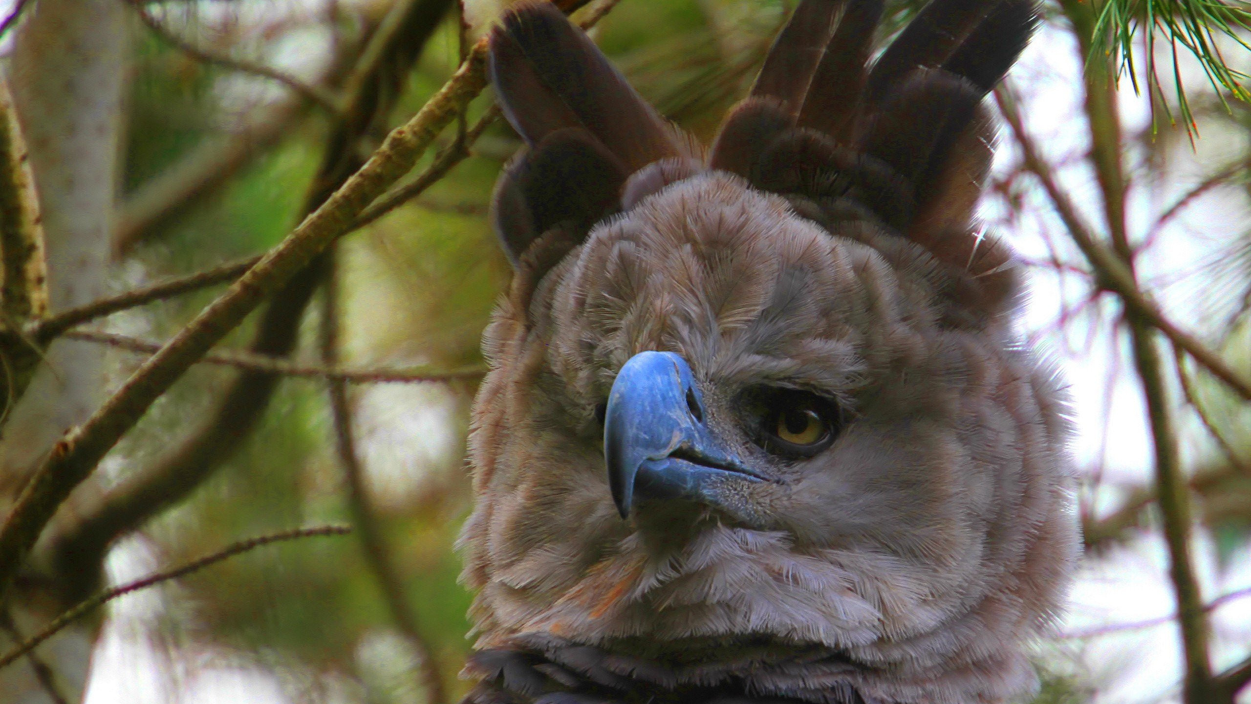 Harpy Eagle, Imposing presence, Talons ready, Forest dweller, 2560x1440 HD Desktop