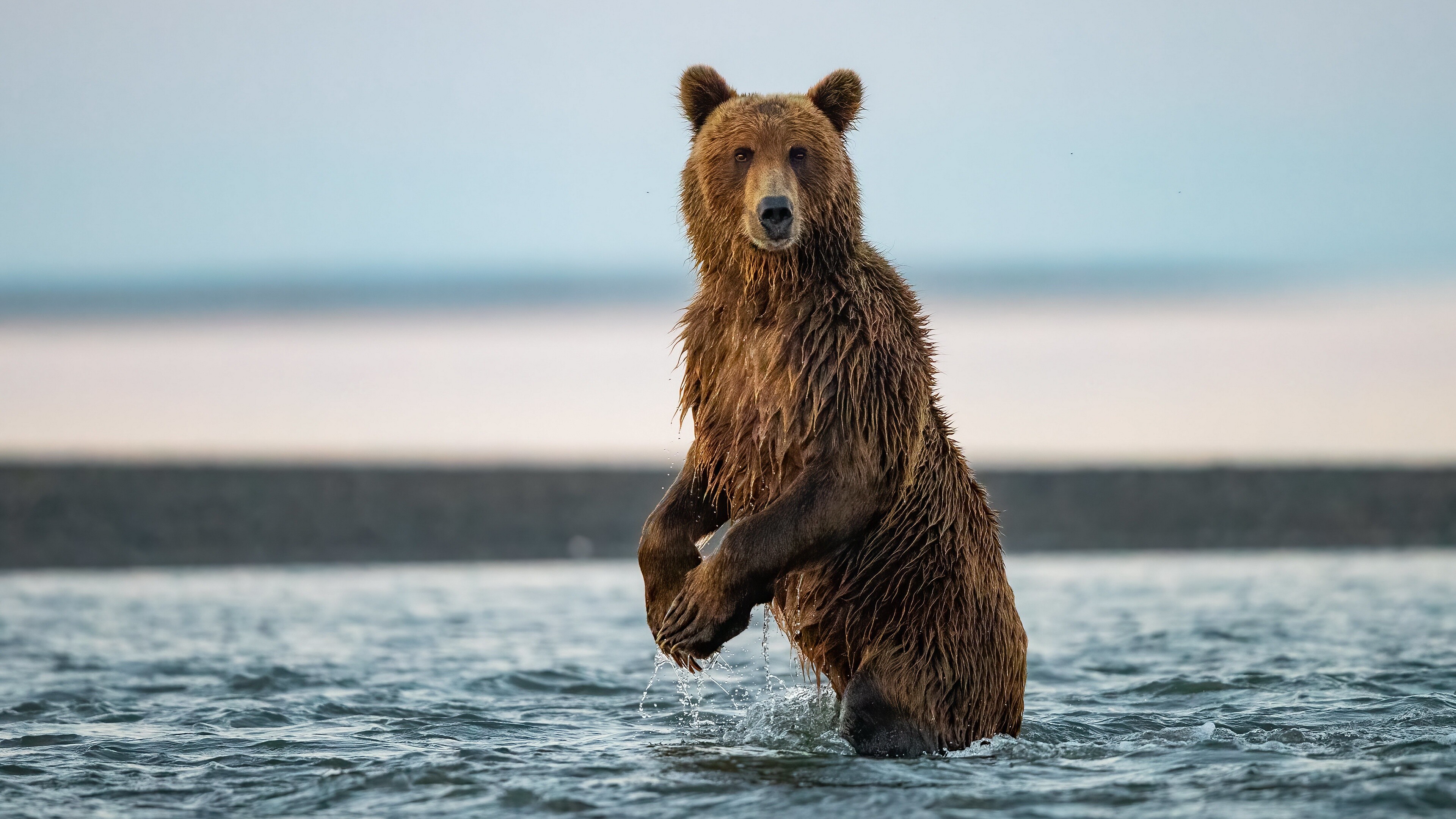 Bear 4K Ultra HD wallpaper, Breathtaking visuals, Nature's grandeur, Stunning imagery, 3840x2160 4K Desktop