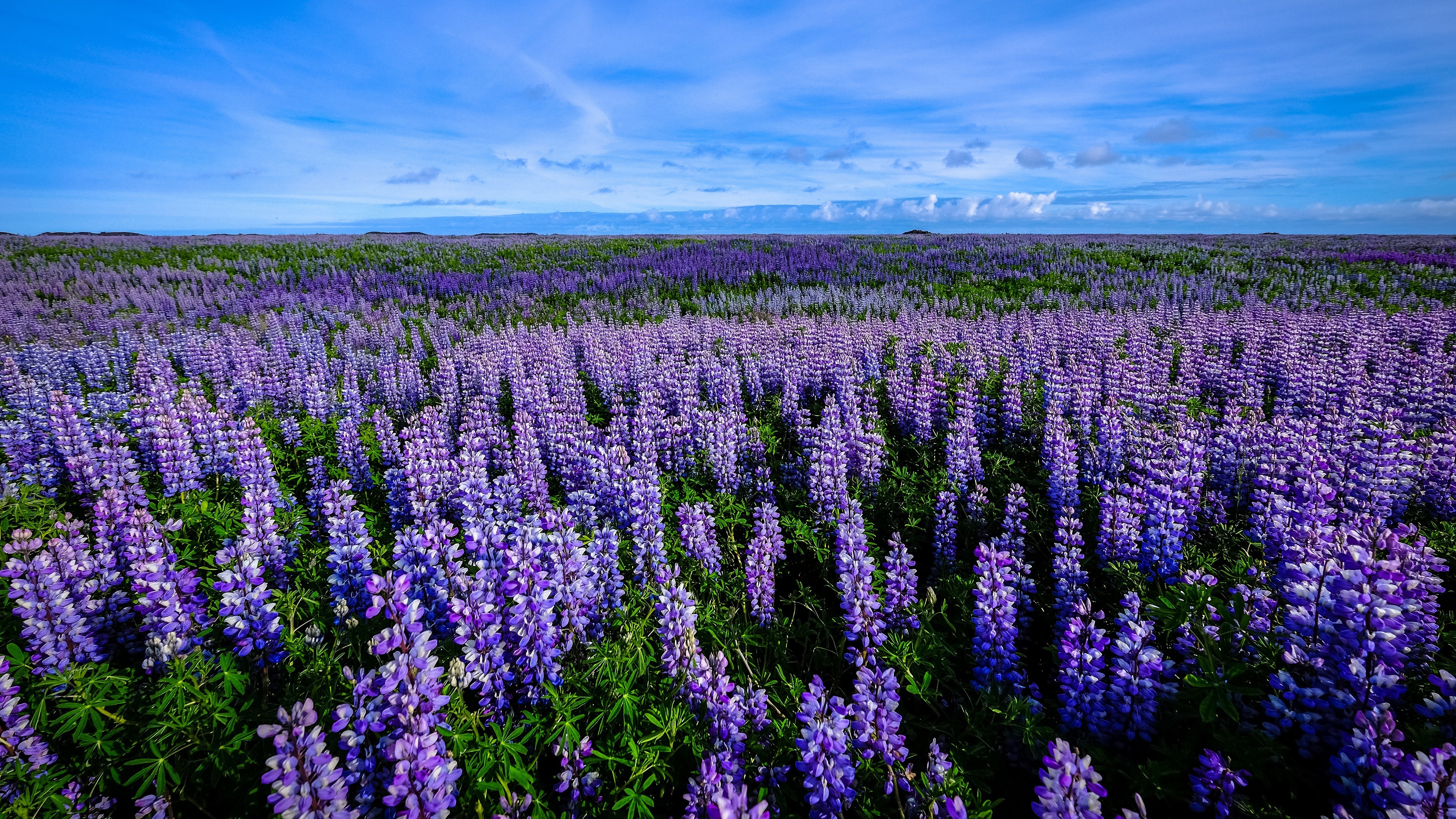 Bluebonnet, Lupine, Ultra HD wallpaper, Striking image, 3840x2160 4K Desktop