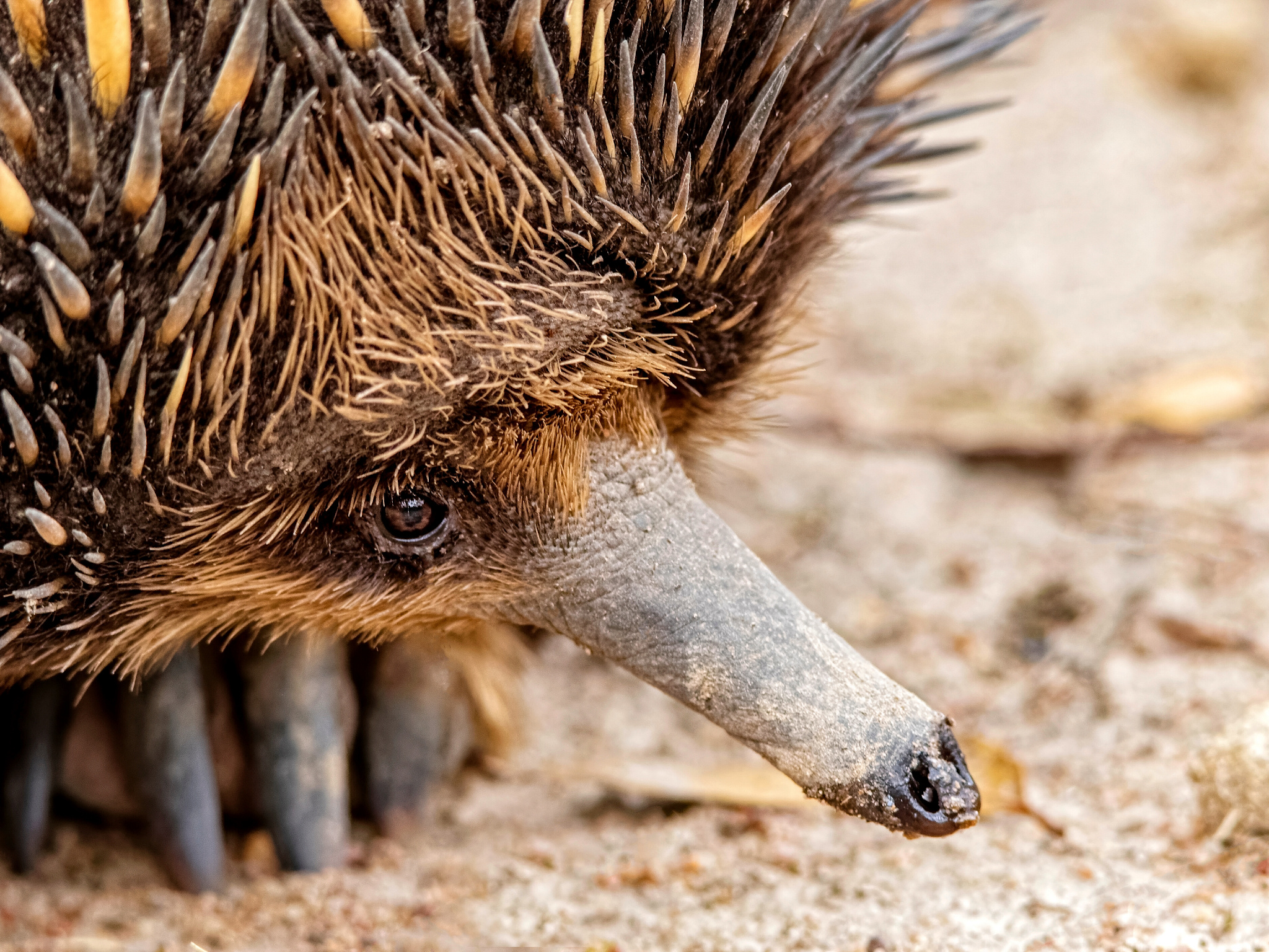 Fossil record, Echidna evolution, Amazing monotremes, Paleontology exploration, 2050x1540 HD Desktop