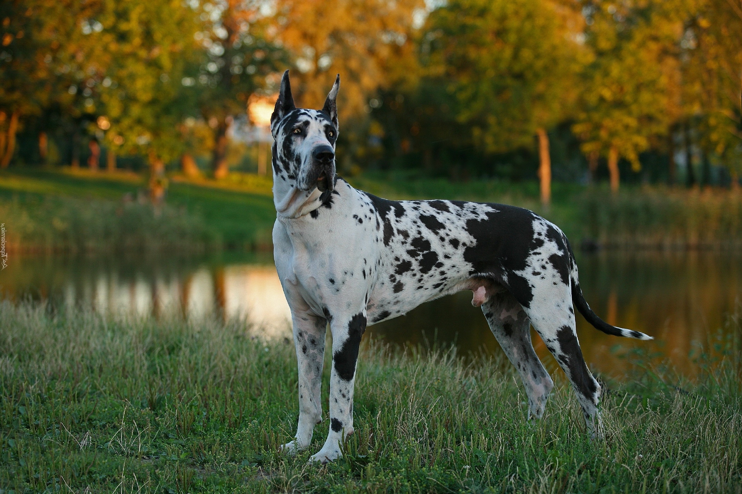 Great Dane, Blurry trees, Park scenery, Lush grass, 2560x1710 HD Desktop