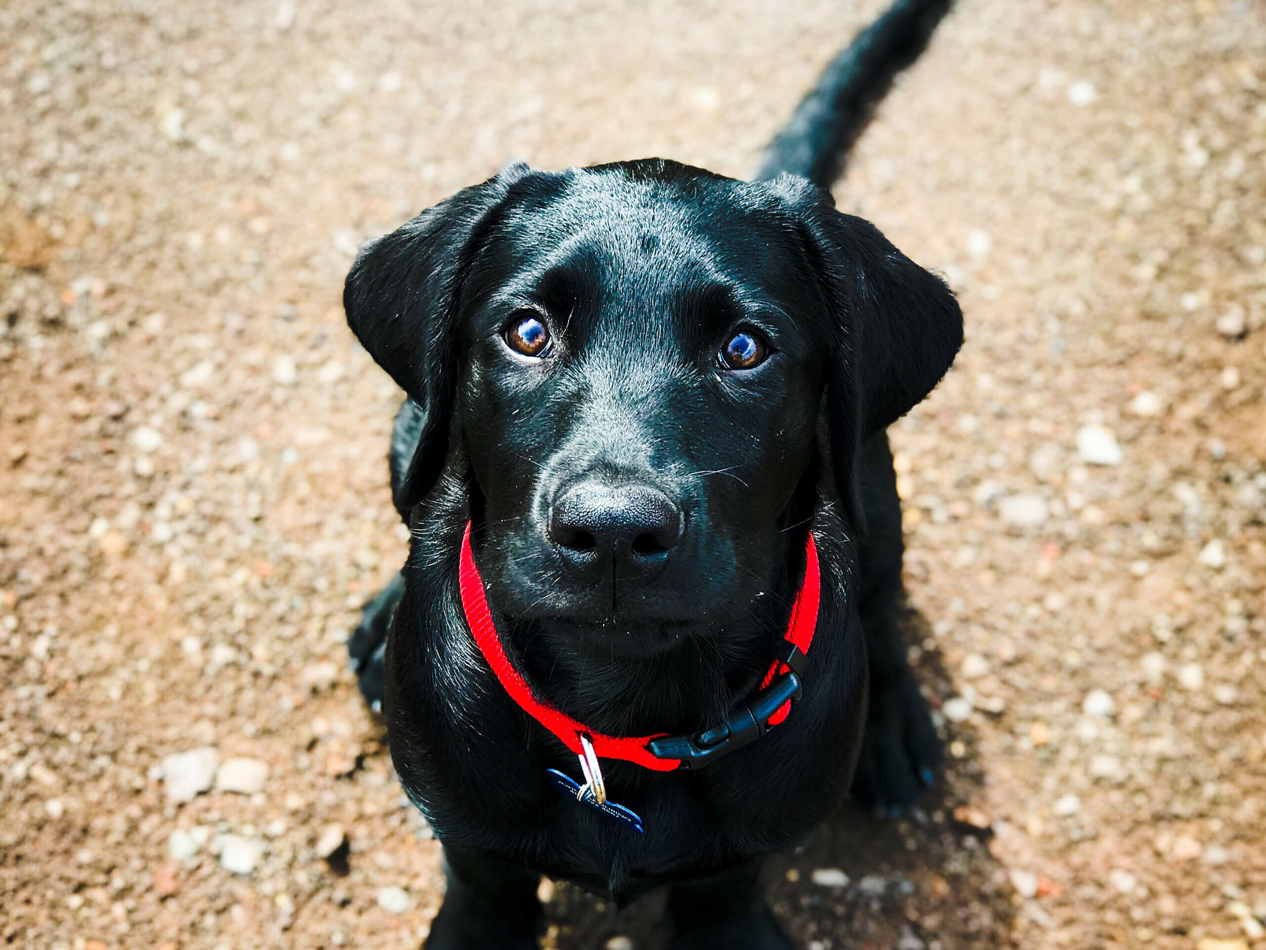 Black Labrador Retriever, Puppy wallpaper, Adorable breed, 2560x1920 HD Desktop