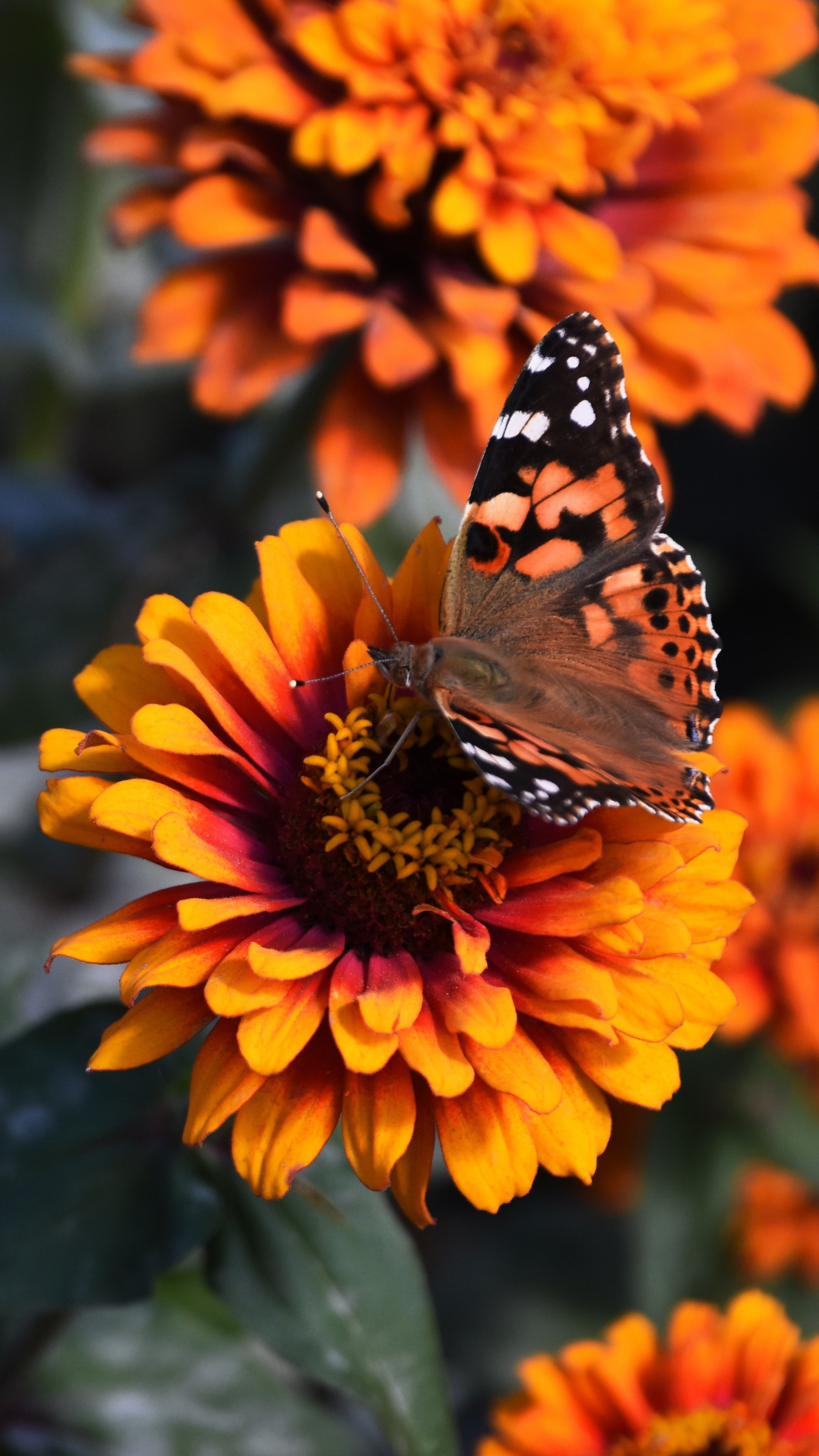 Painted Lady butterfly, Orange Zinnia flower, Autumn floral garden, 4K Phone wallpaper