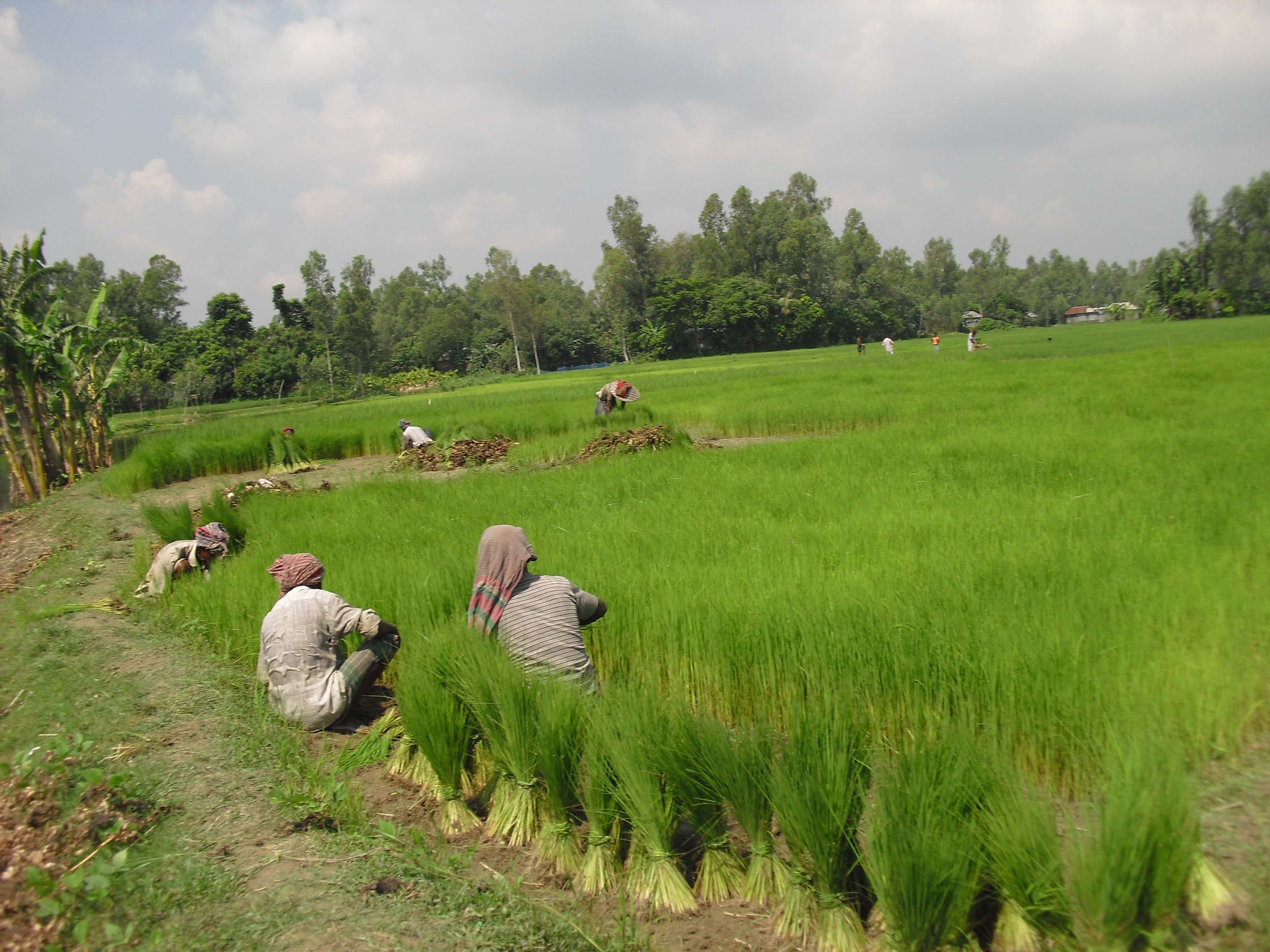 Paddy tree, Bangladesh wallpaper, Rural landscapes, Natural beauty, 2500x1880 HD Desktop