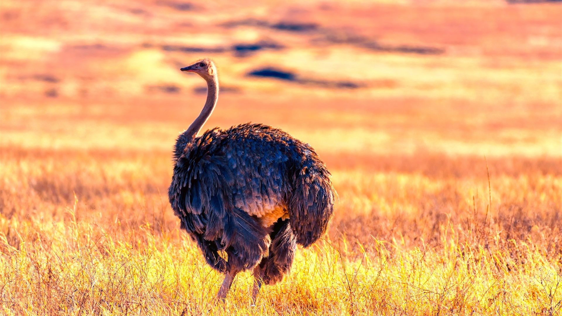 Ostrich KDE store, Digital wallpaper, Customizable design, Desktop enhancement, 1920x1080 Full HD Desktop