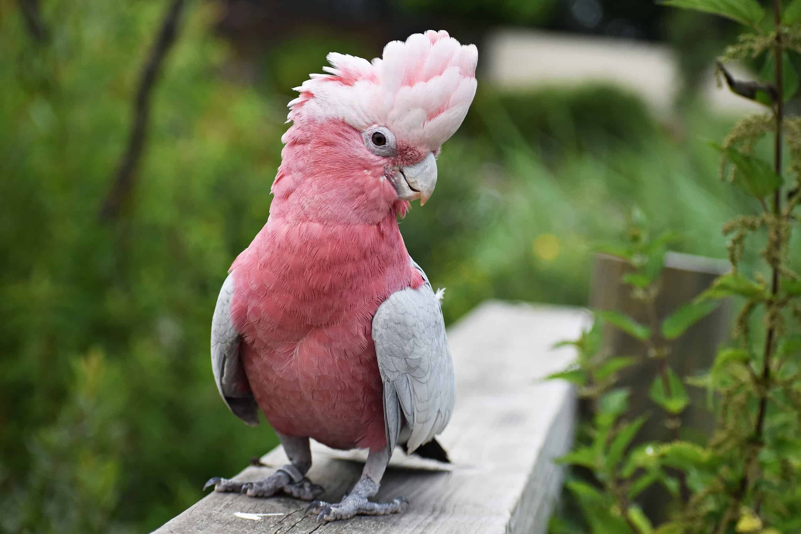 Cockatoo, Animals, Popular Pictures, AZ Animals, 2560x1710 HD Desktop