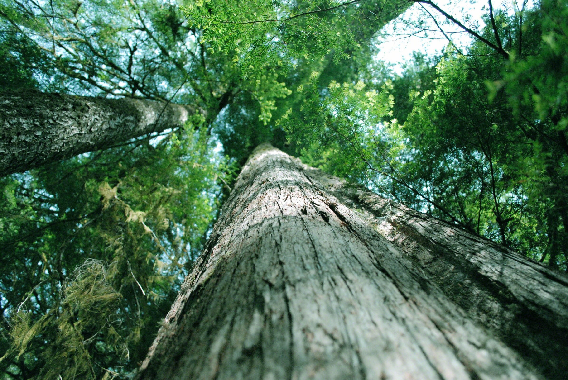 Cedar Tree, Wallpaper, Heiltsuk Nation, 2390x1600 HD Desktop