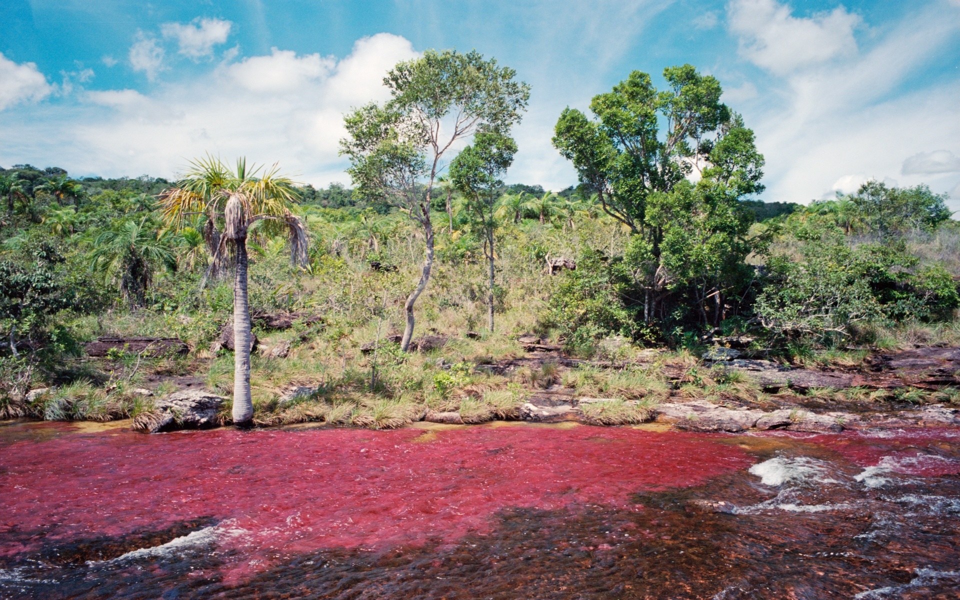 Serrania de la Macarena, Cao Cristales, HD wallpaper, Background, 1920x1200 HD Desktop