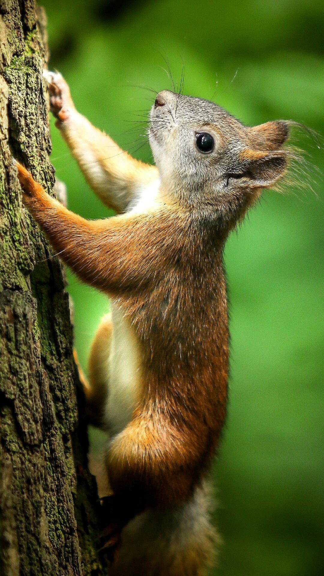 Climbing squirrel, Lockscreen cuteness, 4K phone wallpaper, Nature's amusing acrobats, 1080x1920 Full HD Phone