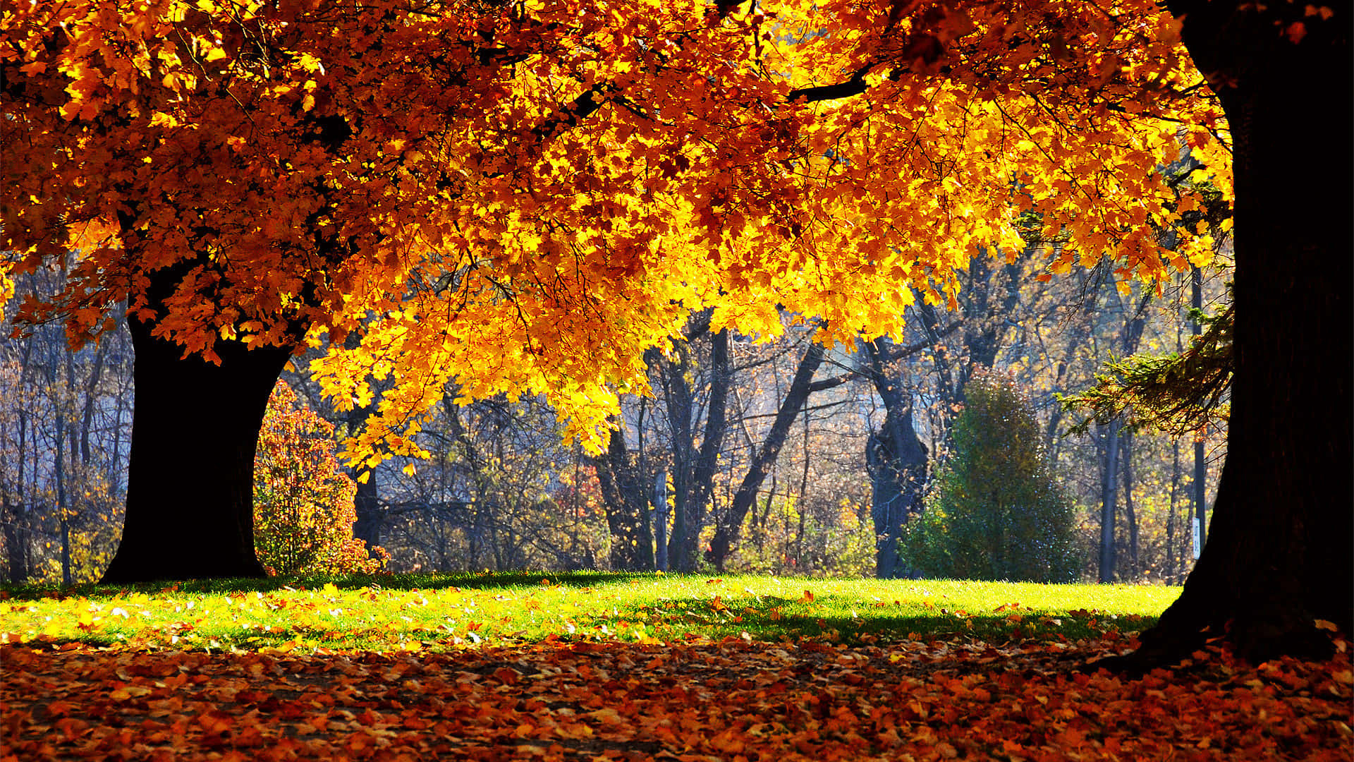 Autumn trees, Beautiful Backgrounds Wallpaper, 1920x1080 Full HD Desktop