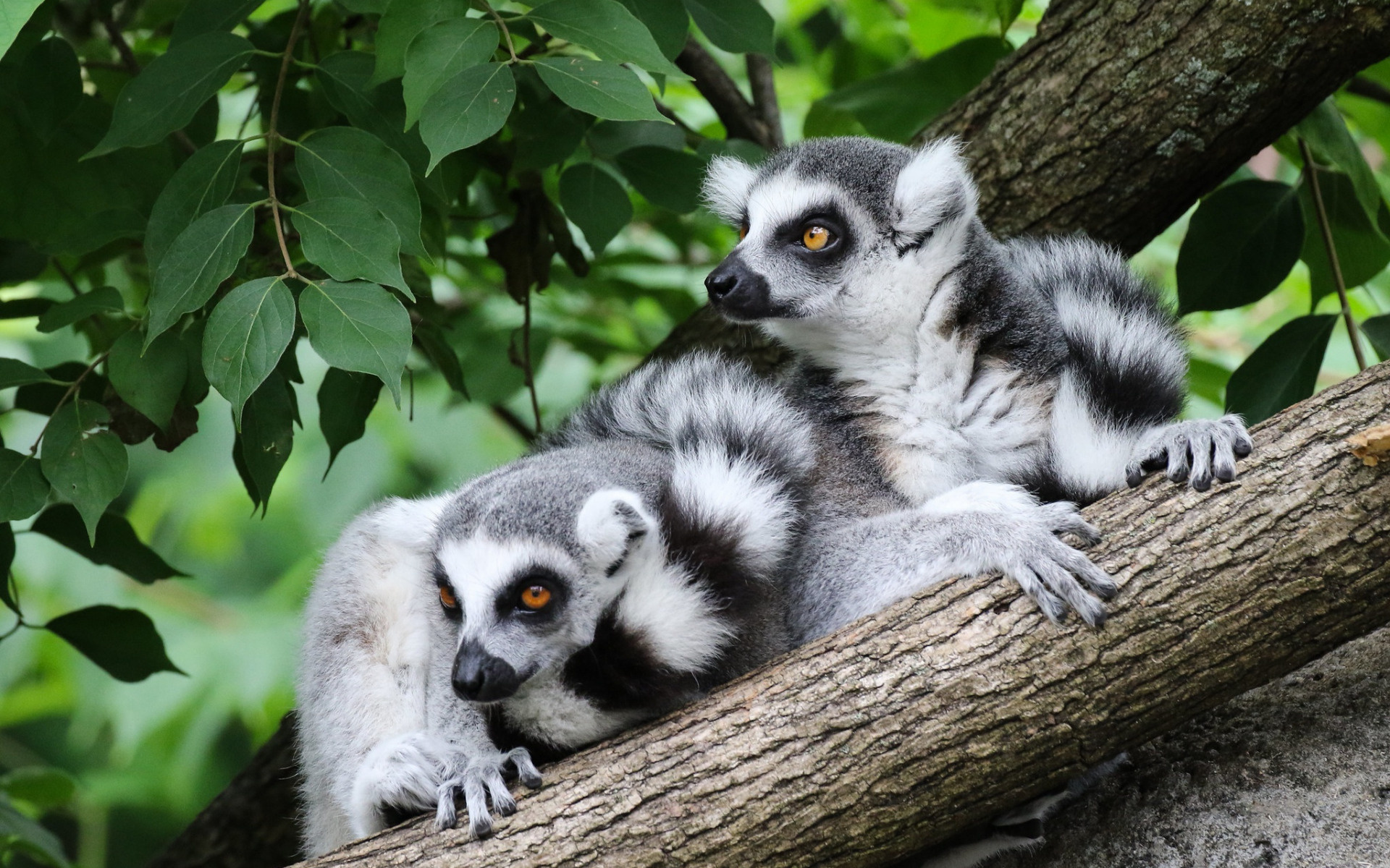 Madagascar forest, Lemurs Wallpaper, 1920x1200 HD Desktop