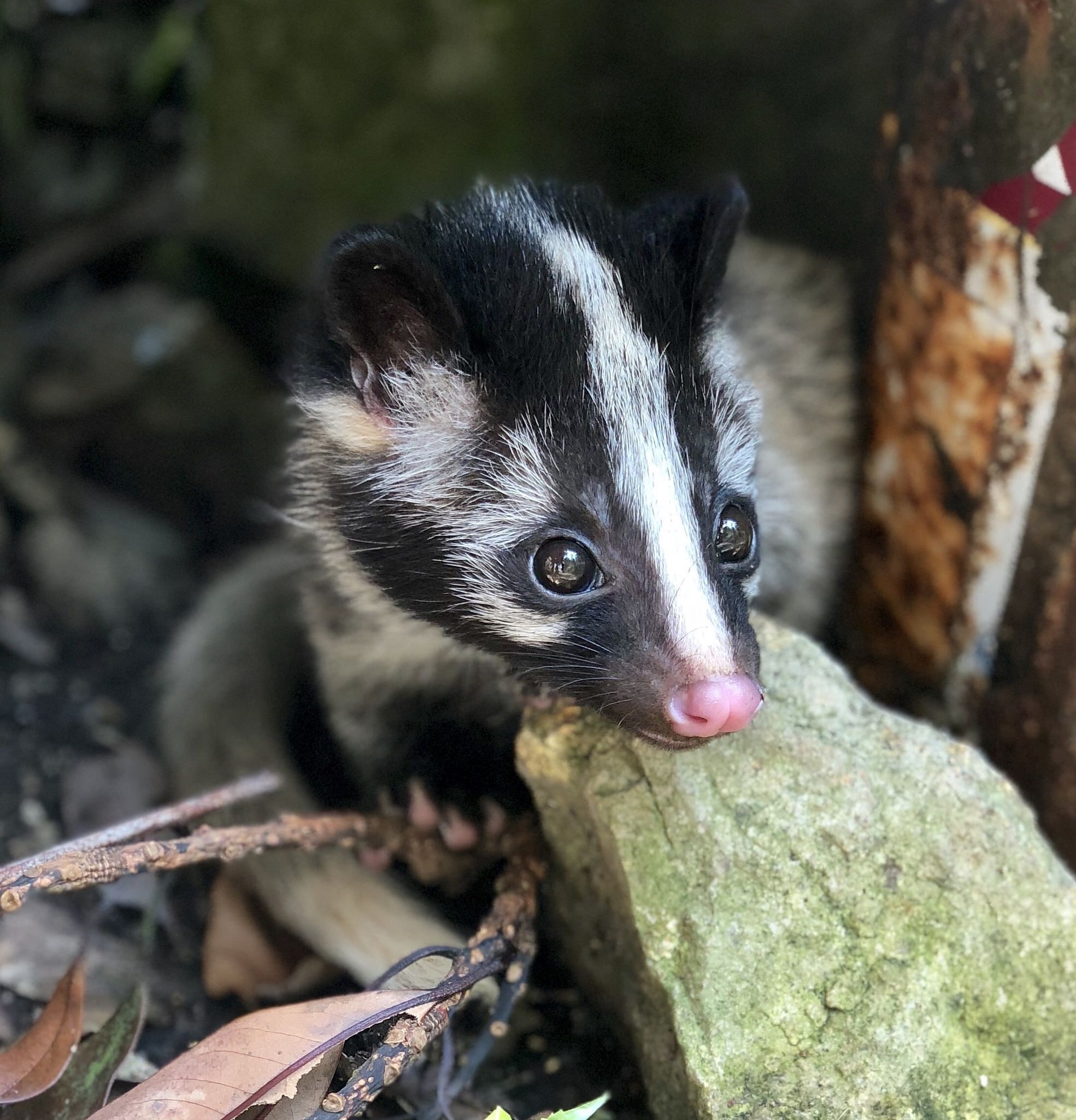 Palm civet, Cute animals, Lovely mammal, Unique creature, 1970x2050 HD Phone