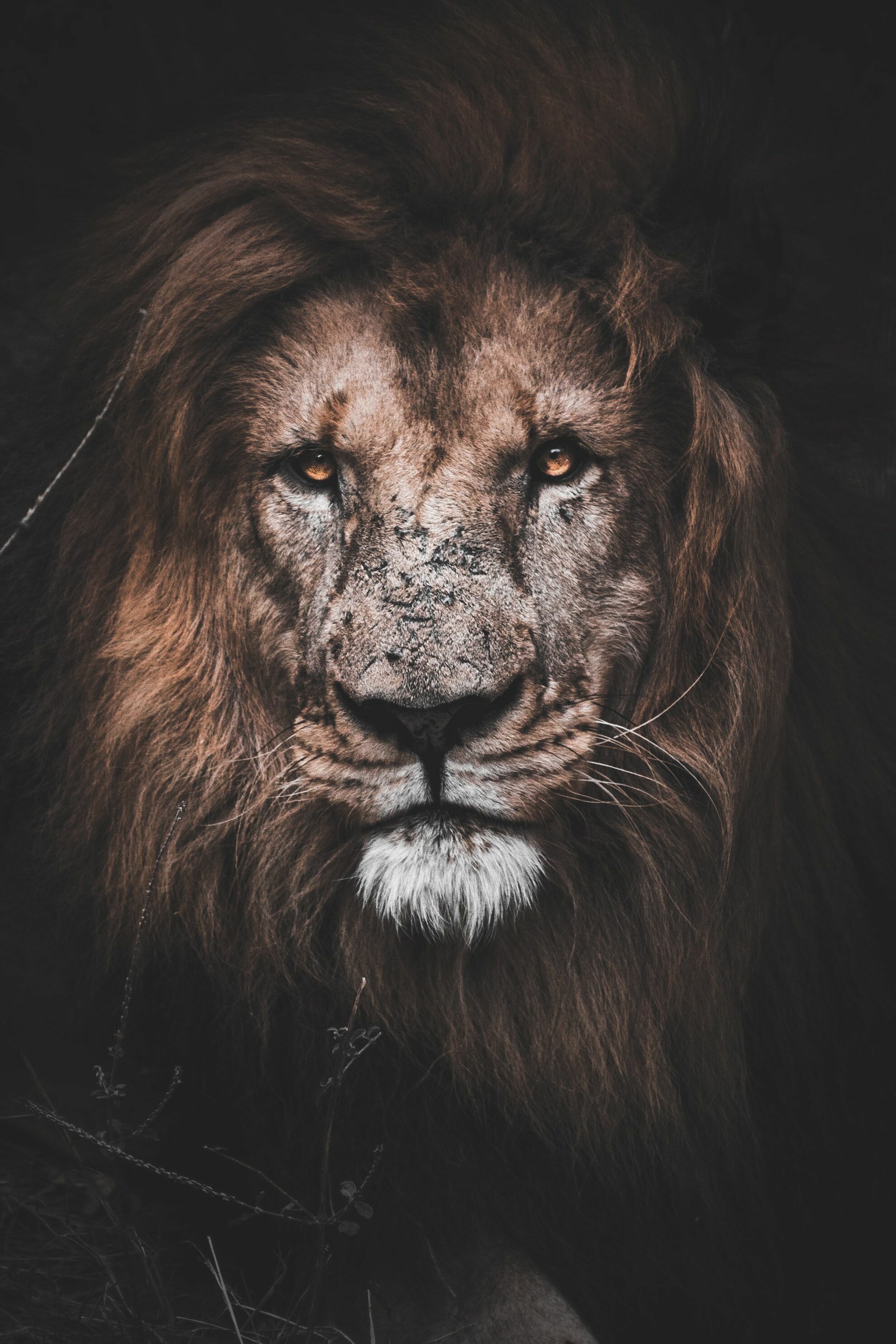 HD lion, High definition quality, Detailed features, Captivating portrait, 1990x2980 HD Phone