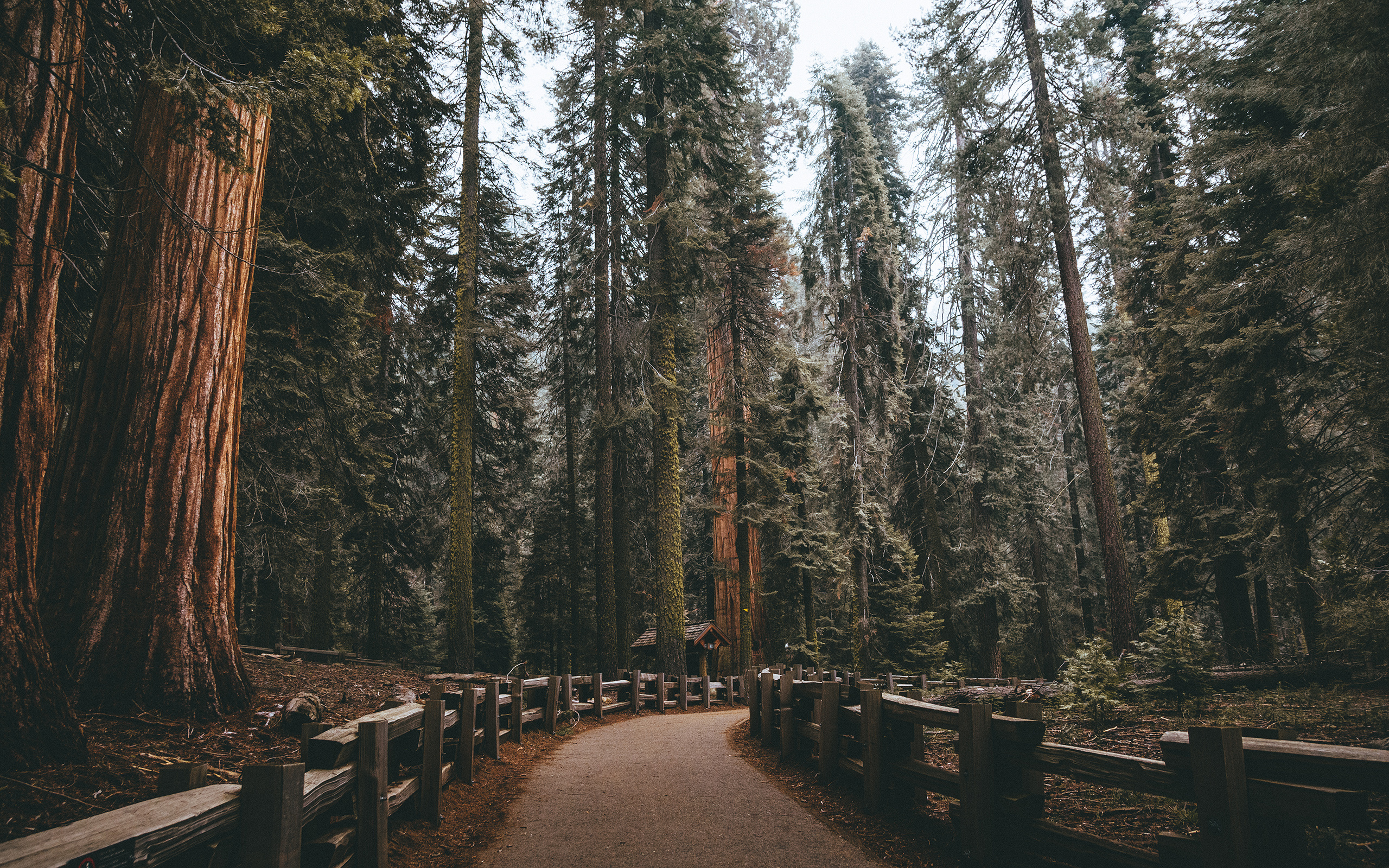 Fence in nature park, Redwood tree view, Serene ambiance, Photographic respite, 2560x1600 HD Desktop