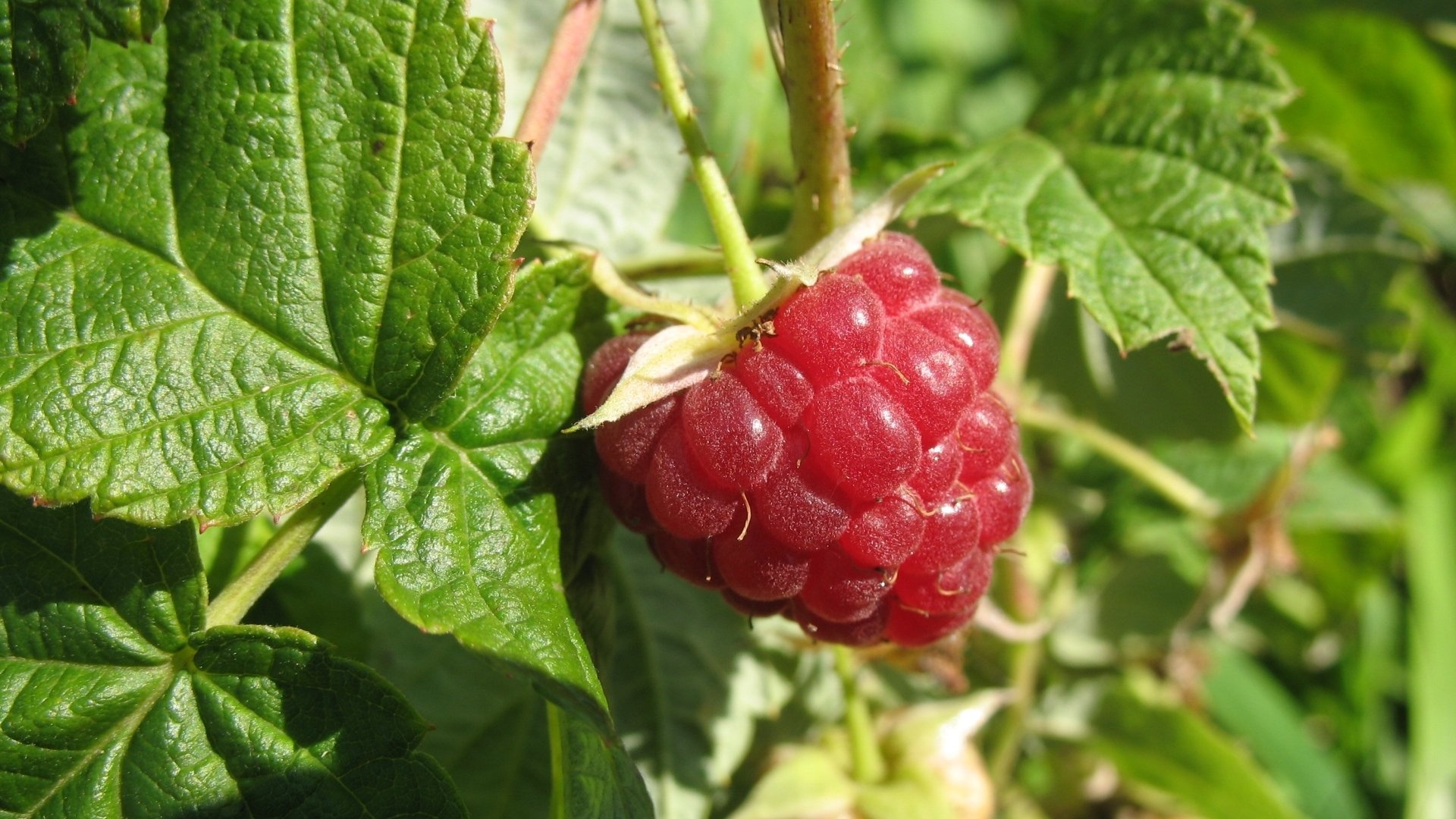 Luscious raspberry, Vibrant and refreshing, Nature's candy, Mouthwatering treat, 1920x1080 Full HD Desktop