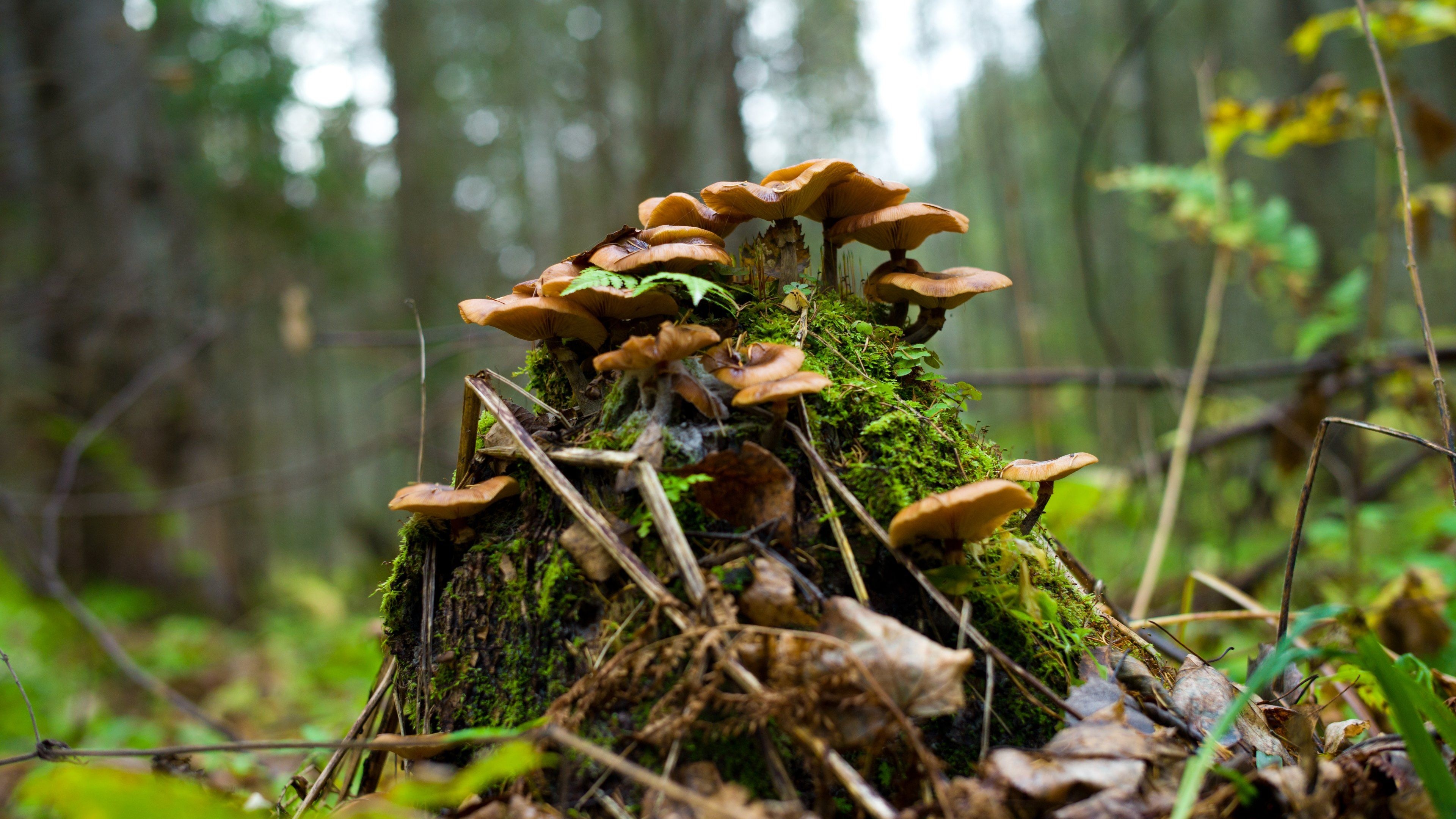 Honey fungus, Forest Mushrooms Wallpaper, 3840x2160 4K Desktop