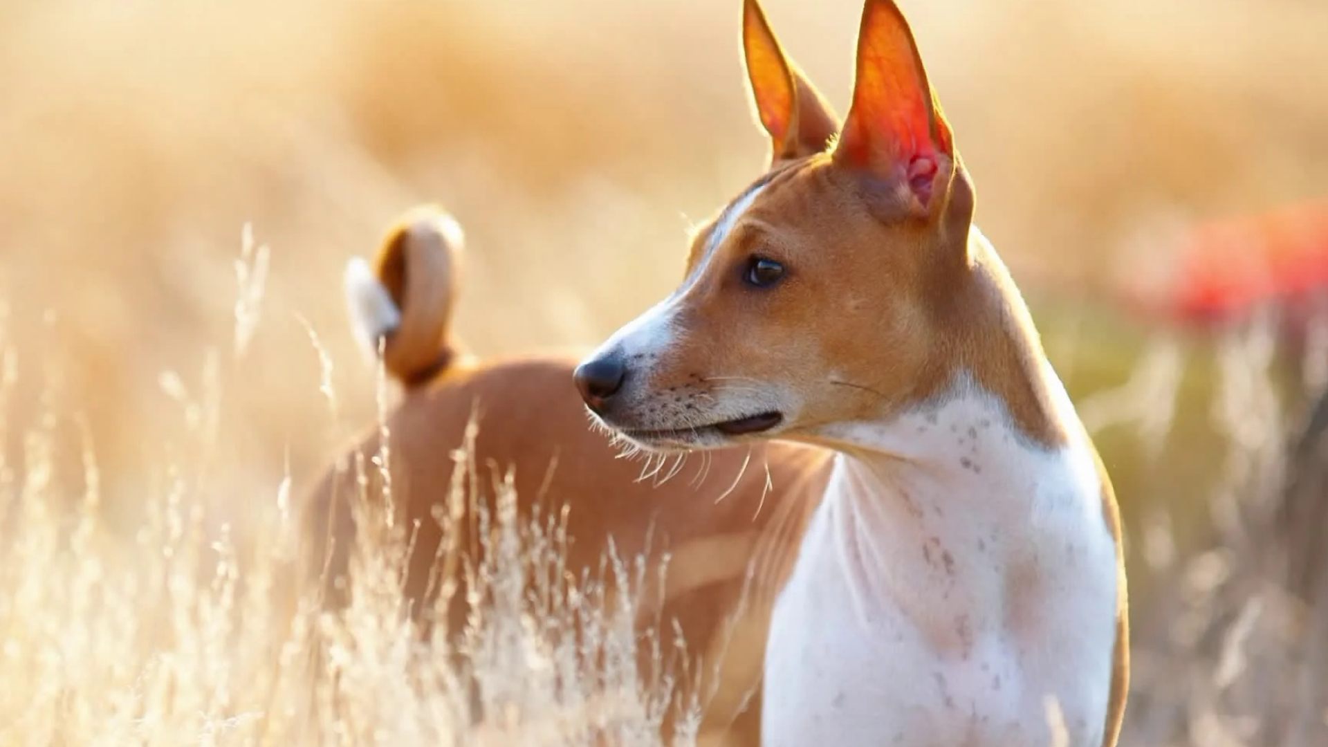 Basenji Dog, Fun facts, Special dog breed, WGN TV feature, 1920x1080 Full HD Desktop