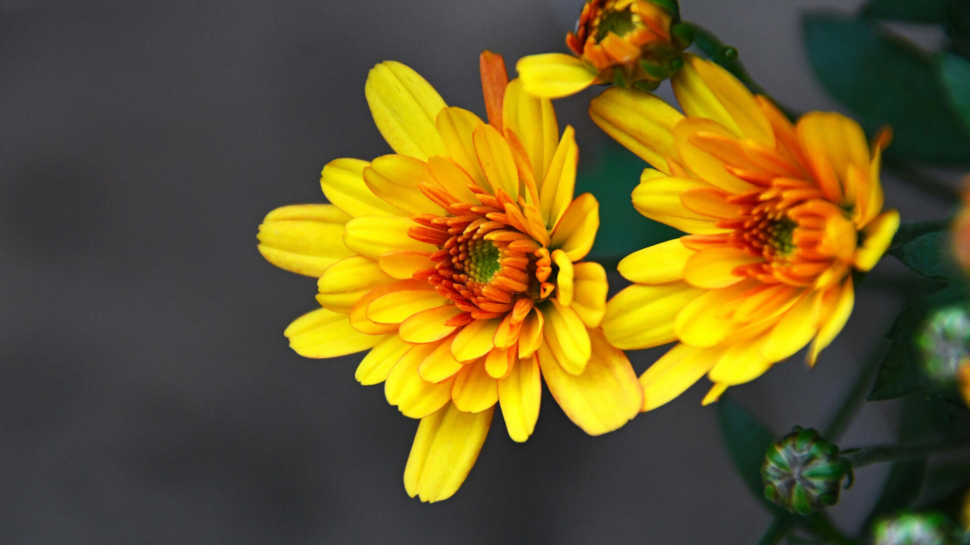 Yellow chrysanthemum, Autumn flowers, Ornamental plants, Vibrant floral display, 1920x1080 Full HD Desktop