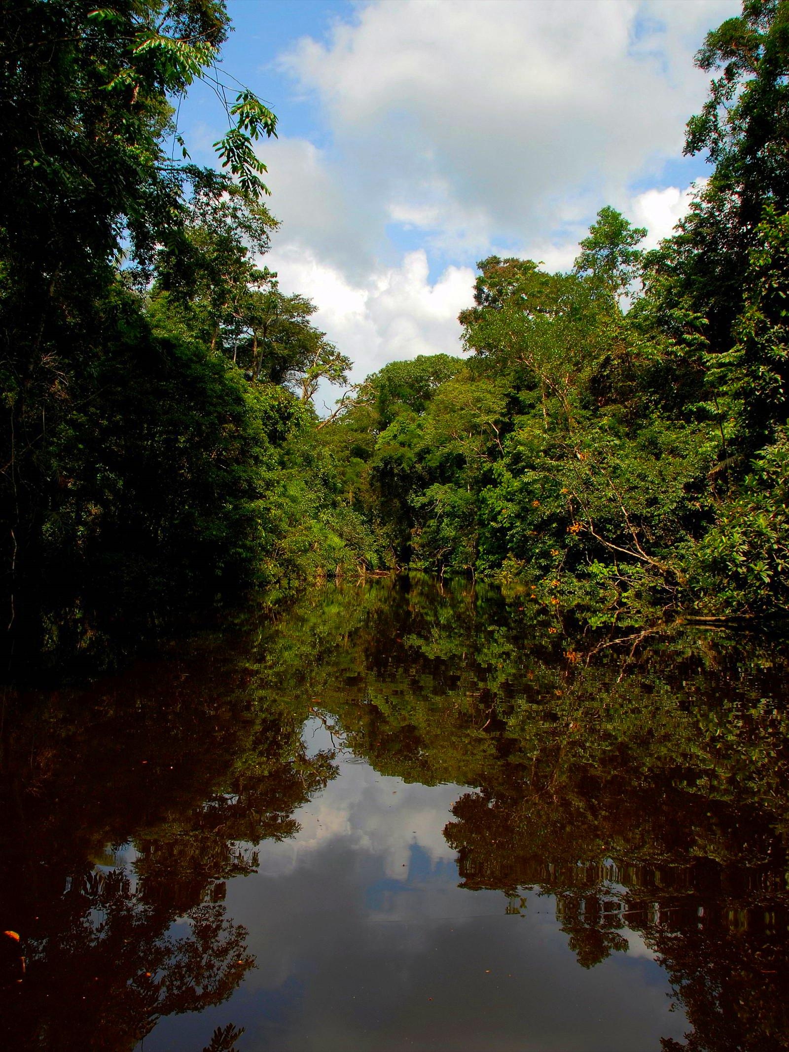 Cuyabeno National Park, Ecuador facts, 2022, 1600x2140 HD Phone