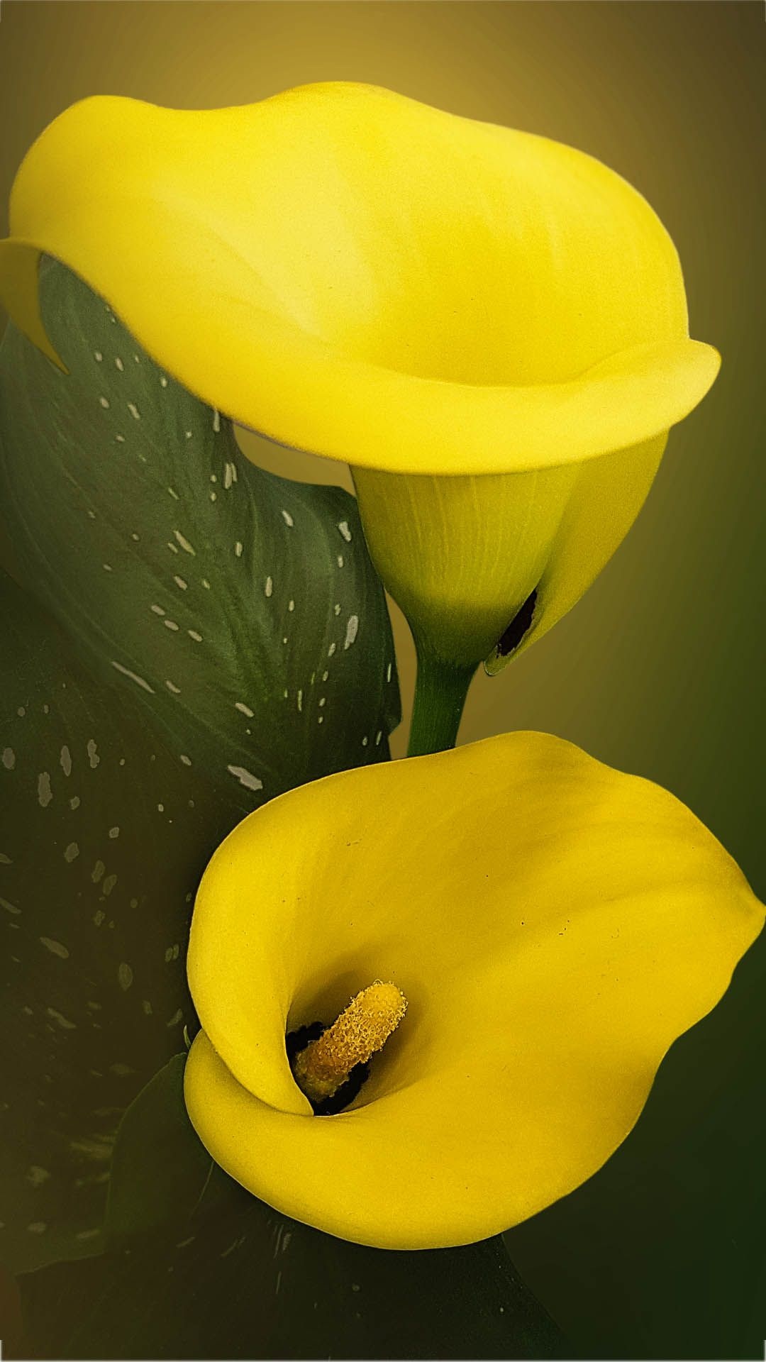 Calla Lily, Digital art wallpapers, Aesthetic beauty, Artistic charm, 1080x1920 Full HD Phone