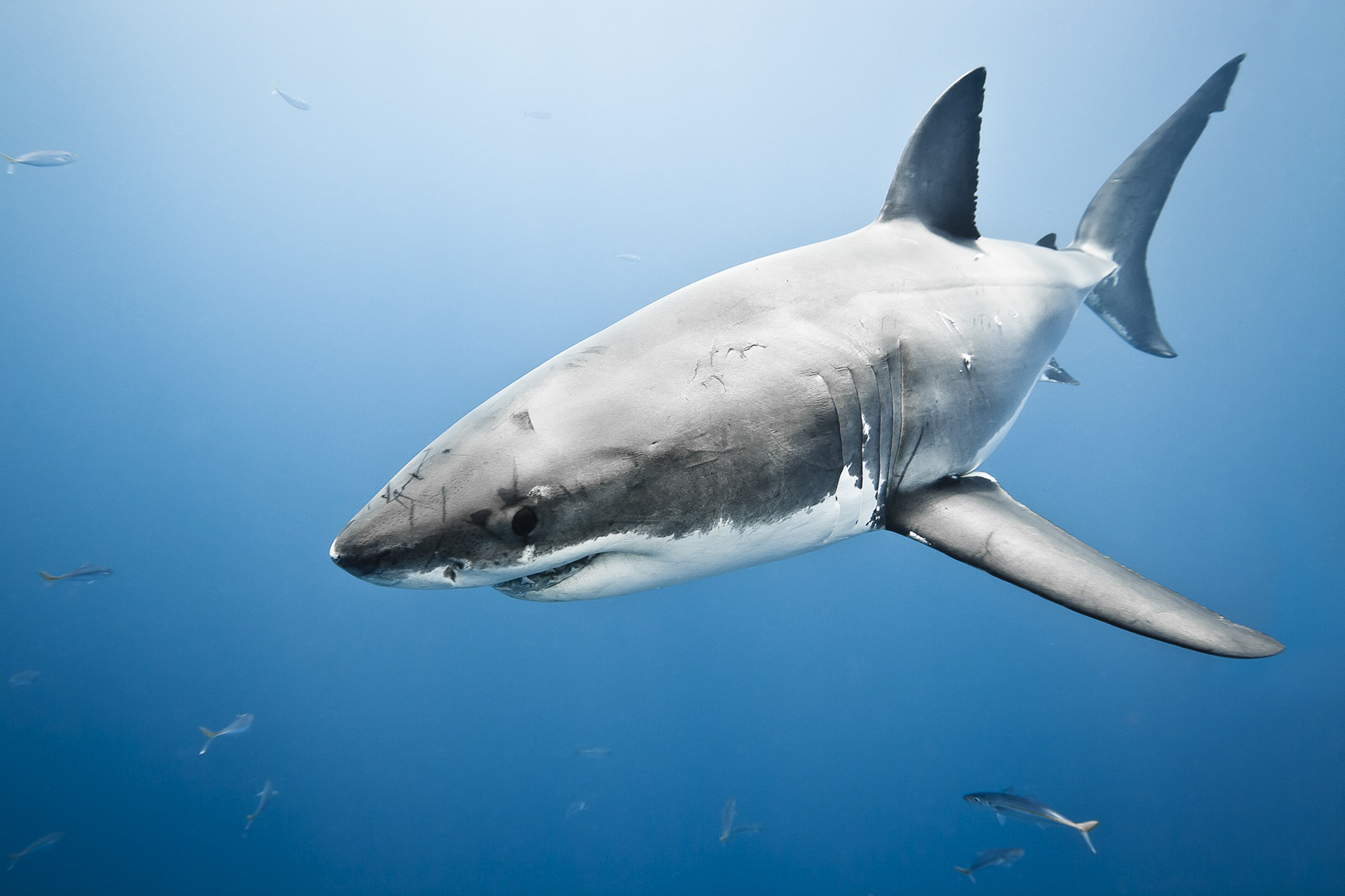 Great White Shark HD, Michelle Sellers post, Nature's marvel, Breathtaking visuals, 2050x1370 HD Desktop