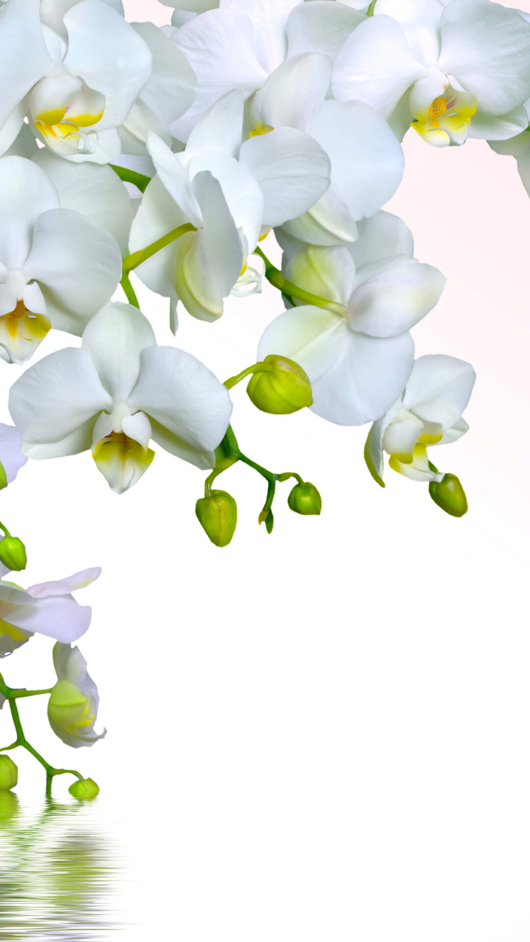 Tender white orchid, Nokia Lumia 1520 wallpaper, Soft beauty, Delicate petals, 1080x1920 Full HD Phone