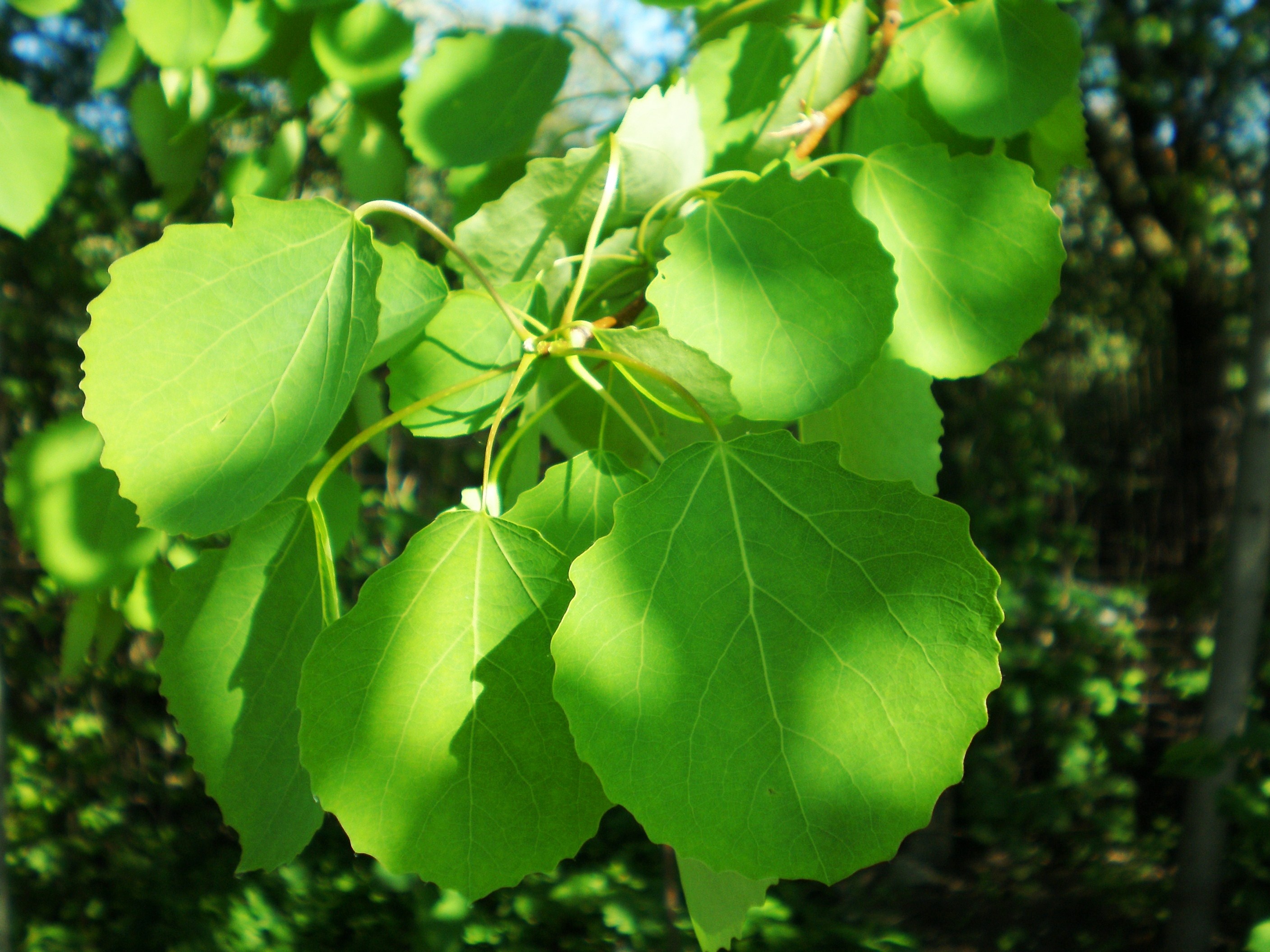 Populus tremula, Aspen tree species, Nature's marvel, Whispers of the wind, 2820x2120 HD Desktop