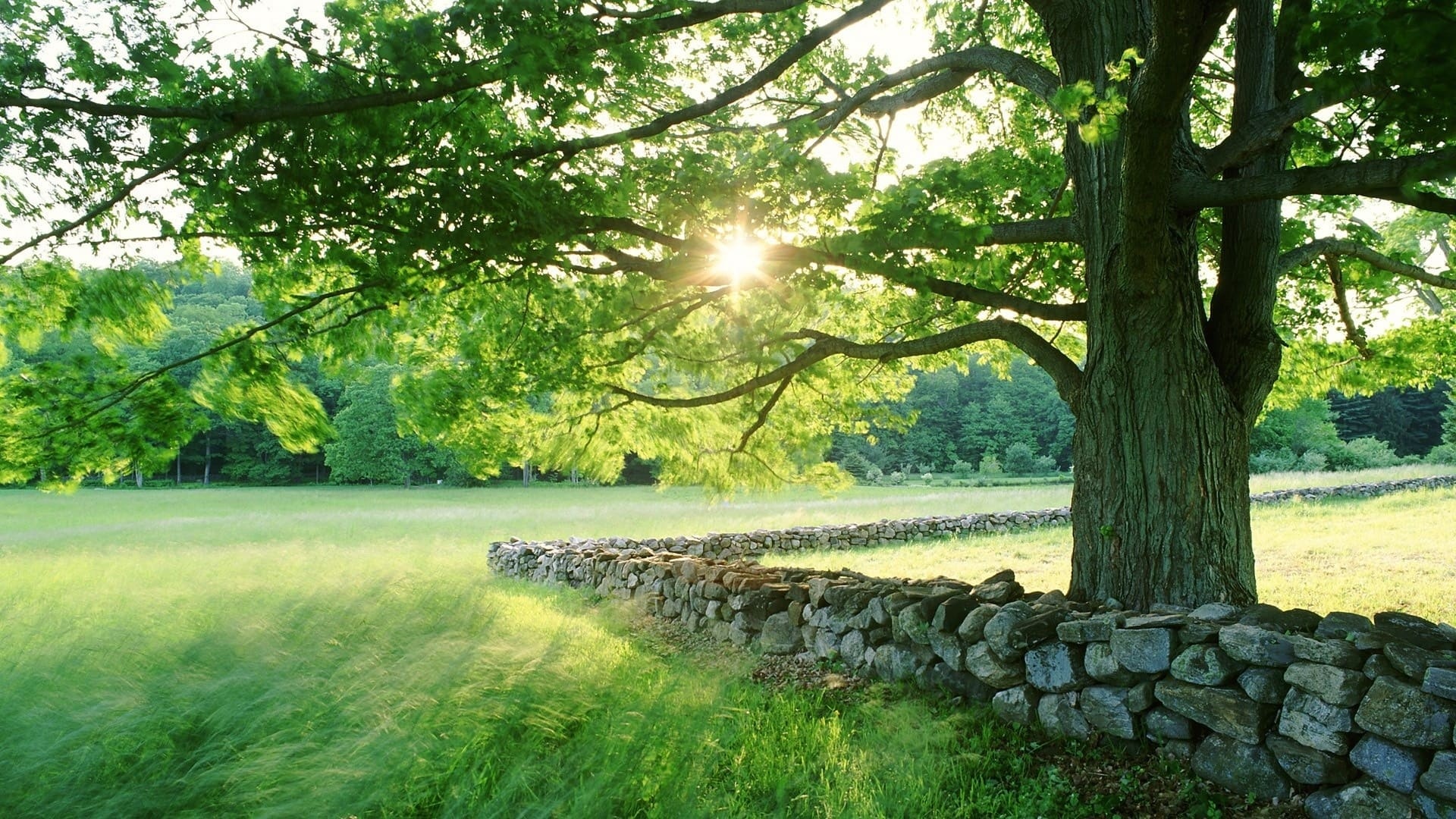 dry stone wall, mature oak tree, sunlit summer meadow, Full HD Desktop wallpaper