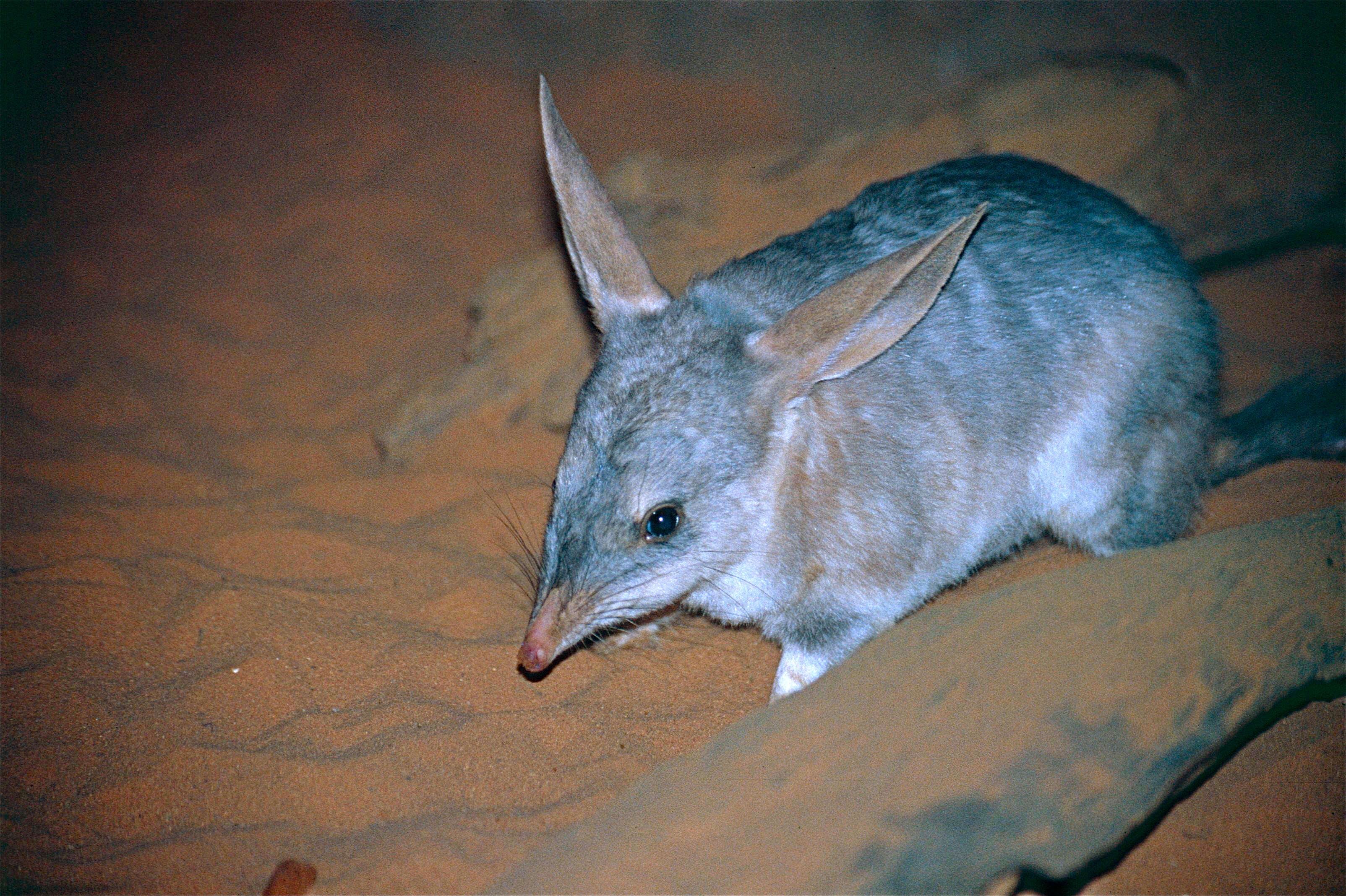 Macrotis (Bilby), Greater bilby adaptations, Lagotis species, Encyclopedia of life, 3210x2140 HD Desktop