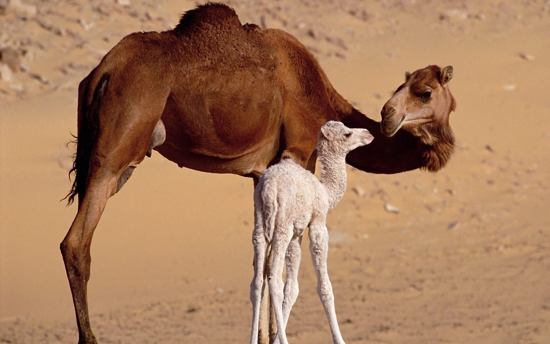 Mother and baby, Camels Wallpaper, 1920x1200 HD Desktop