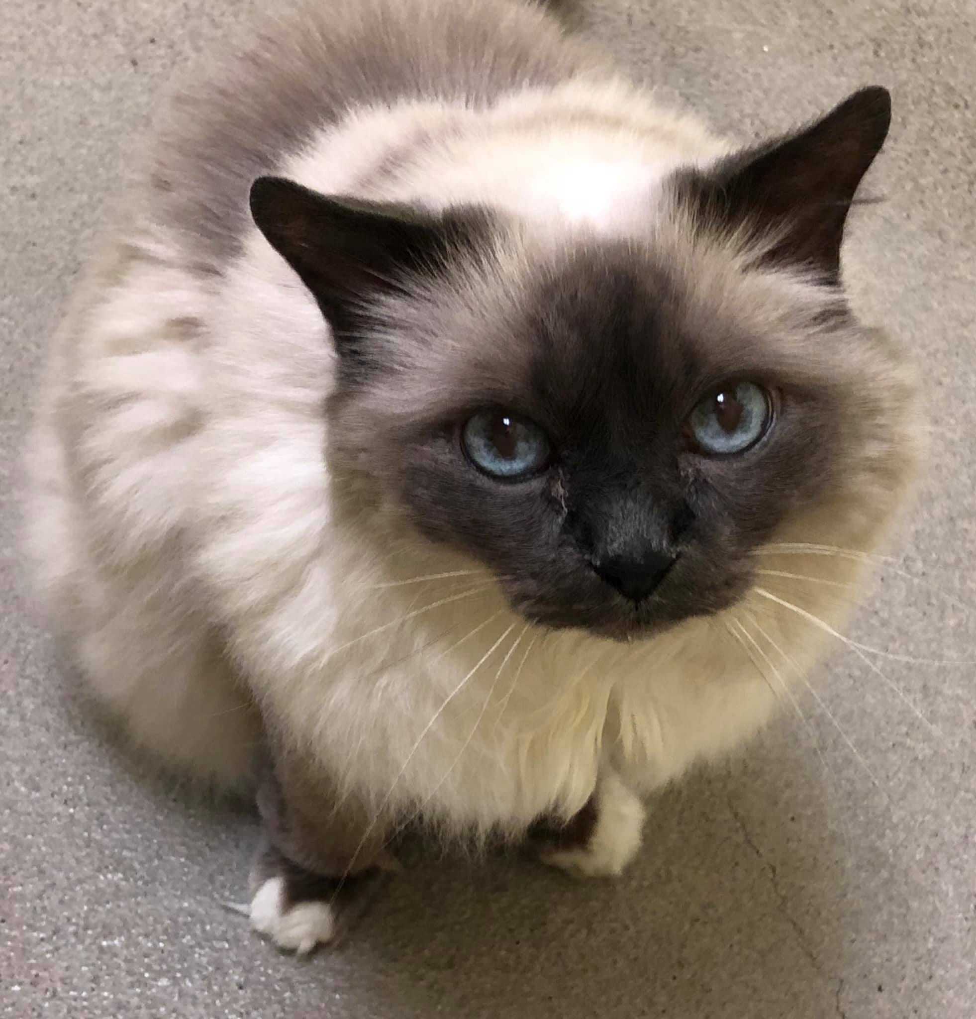 Birman, Christopher Walker, Posted, 1970x2050 HD Phone