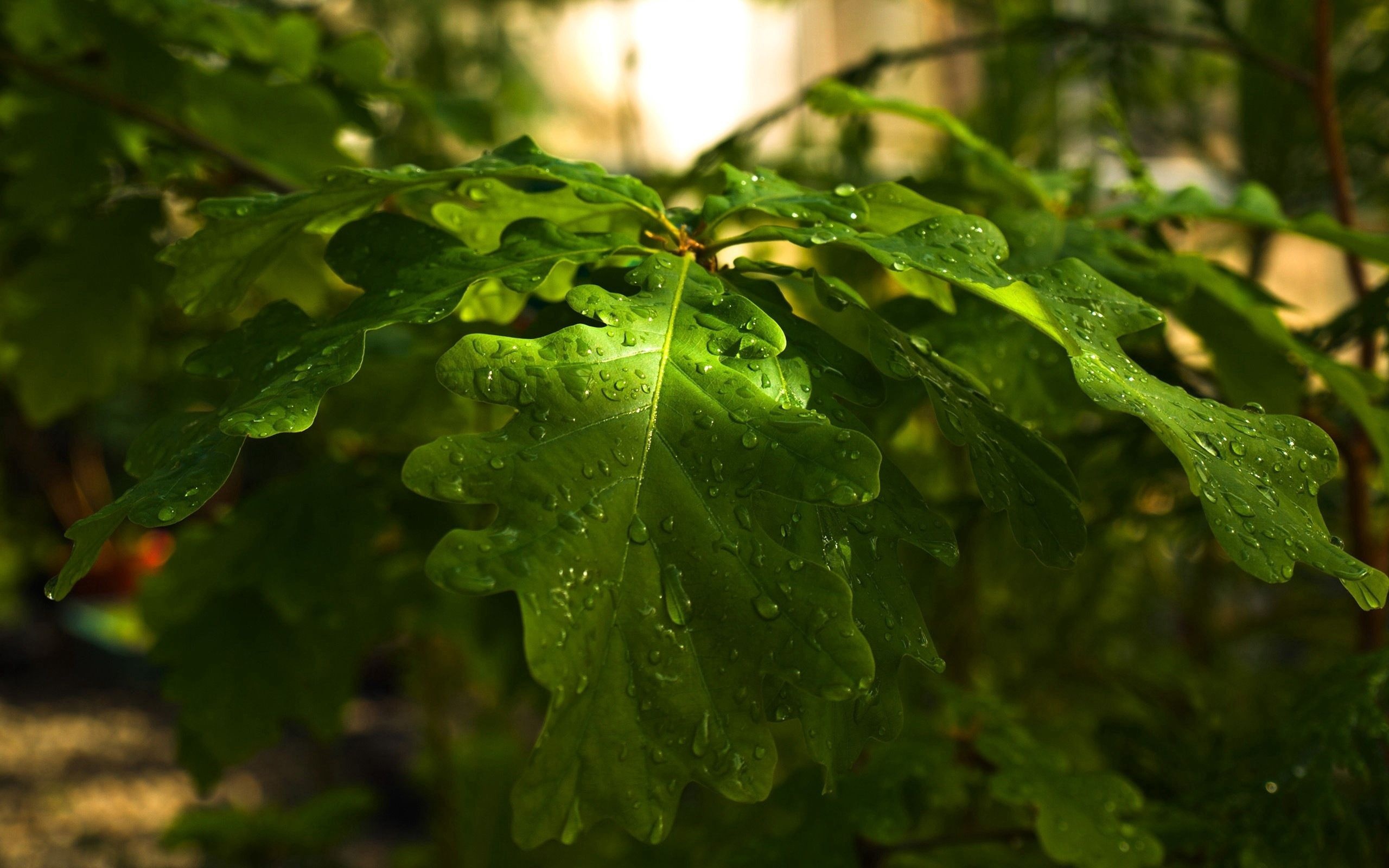 Download oak tree wallpapers, Nature's beauty, Mesmerizing backgrounds, Wallpaper collection, 2560x1600 HD Desktop