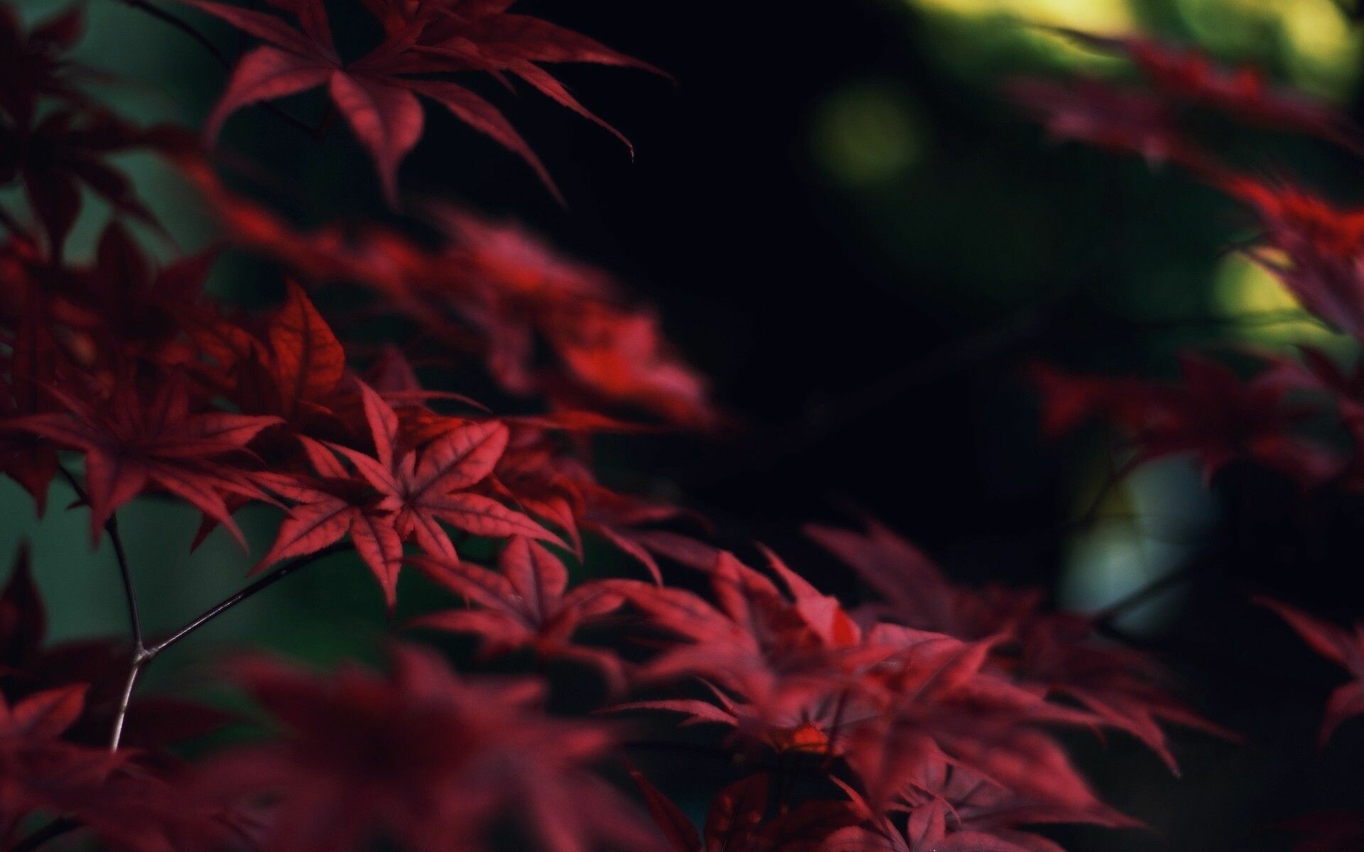 Red leaves, HD wallpapers, Fall, Nature, 1920x1200 HD Desktop