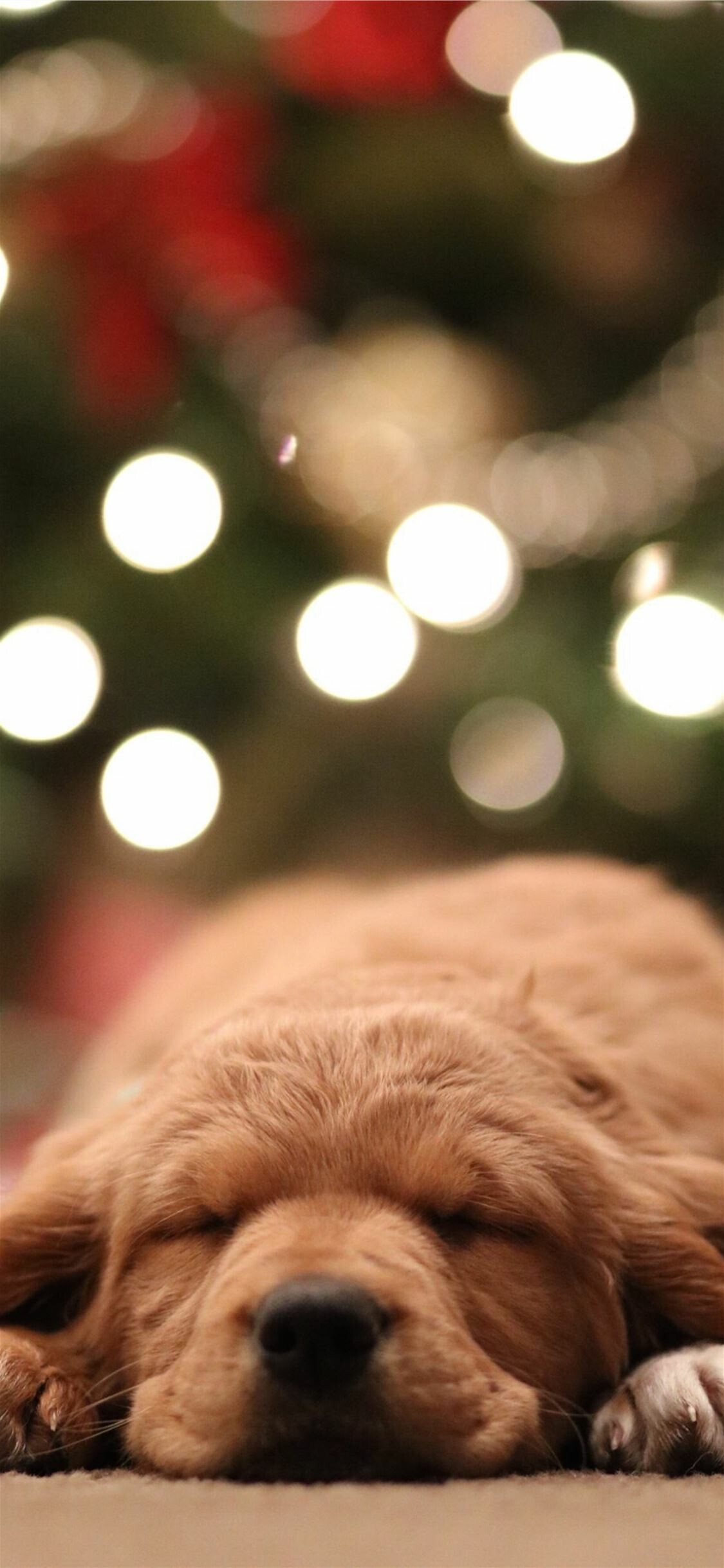 Golden retriever puppy, Bokeh photography, iPhone 11 wallpapers, Cute and playful, 1130x2440 HD Phone