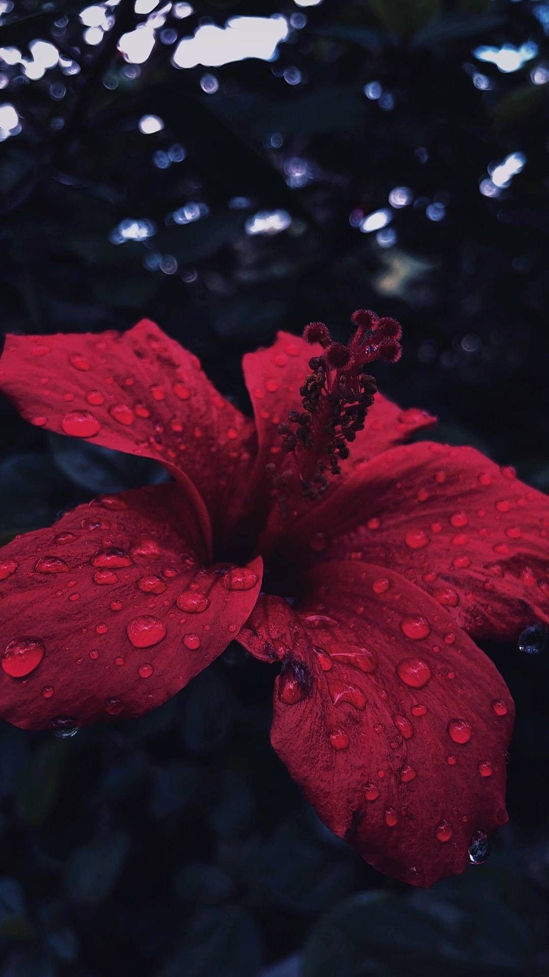 Mashaallah flower, iPhone elegance, Aesthetic beauty, Flower wallpaper, 1080x1920 Full HD Phone