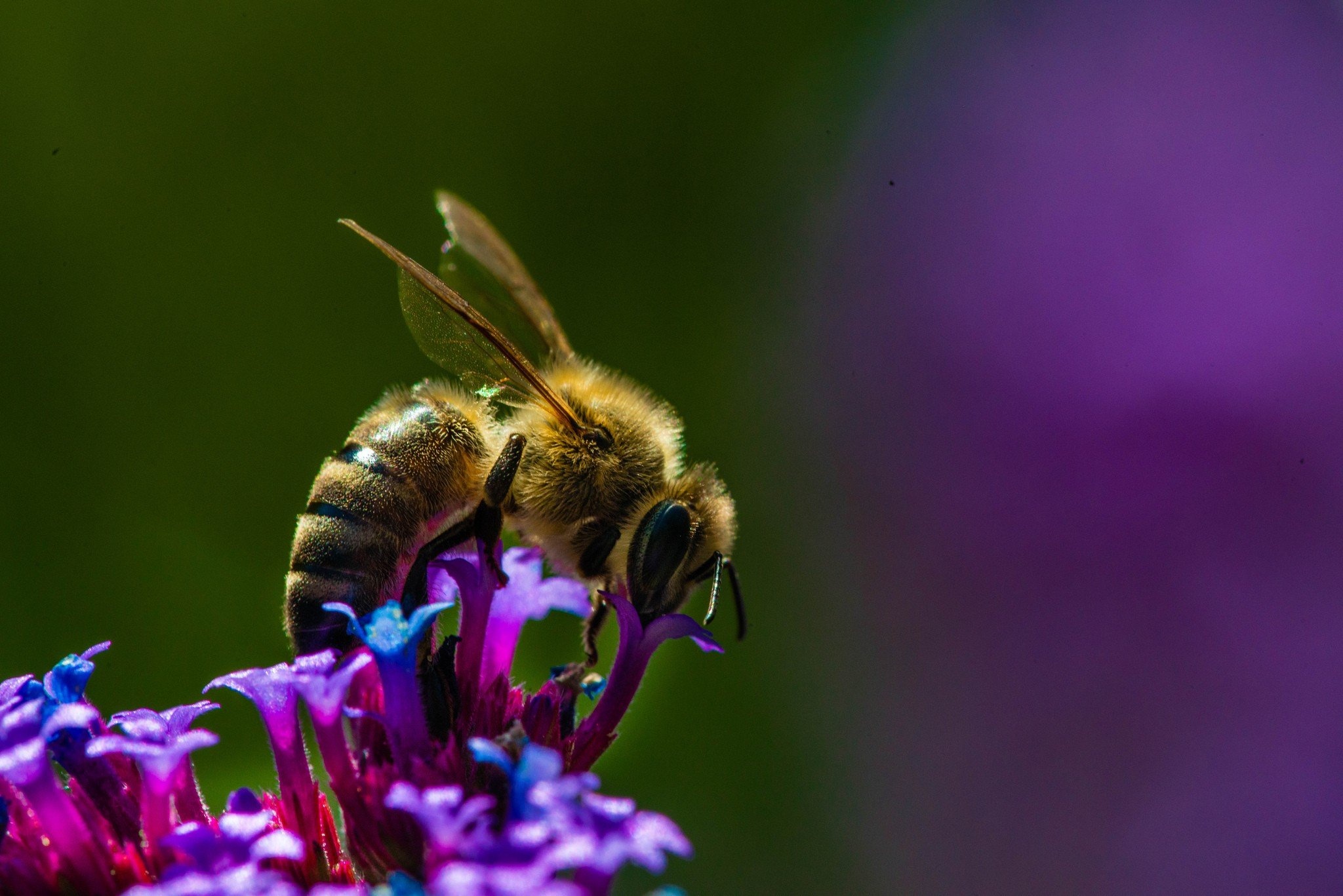 Bee, Insects Wallpaper, 2050x1370 HD Desktop