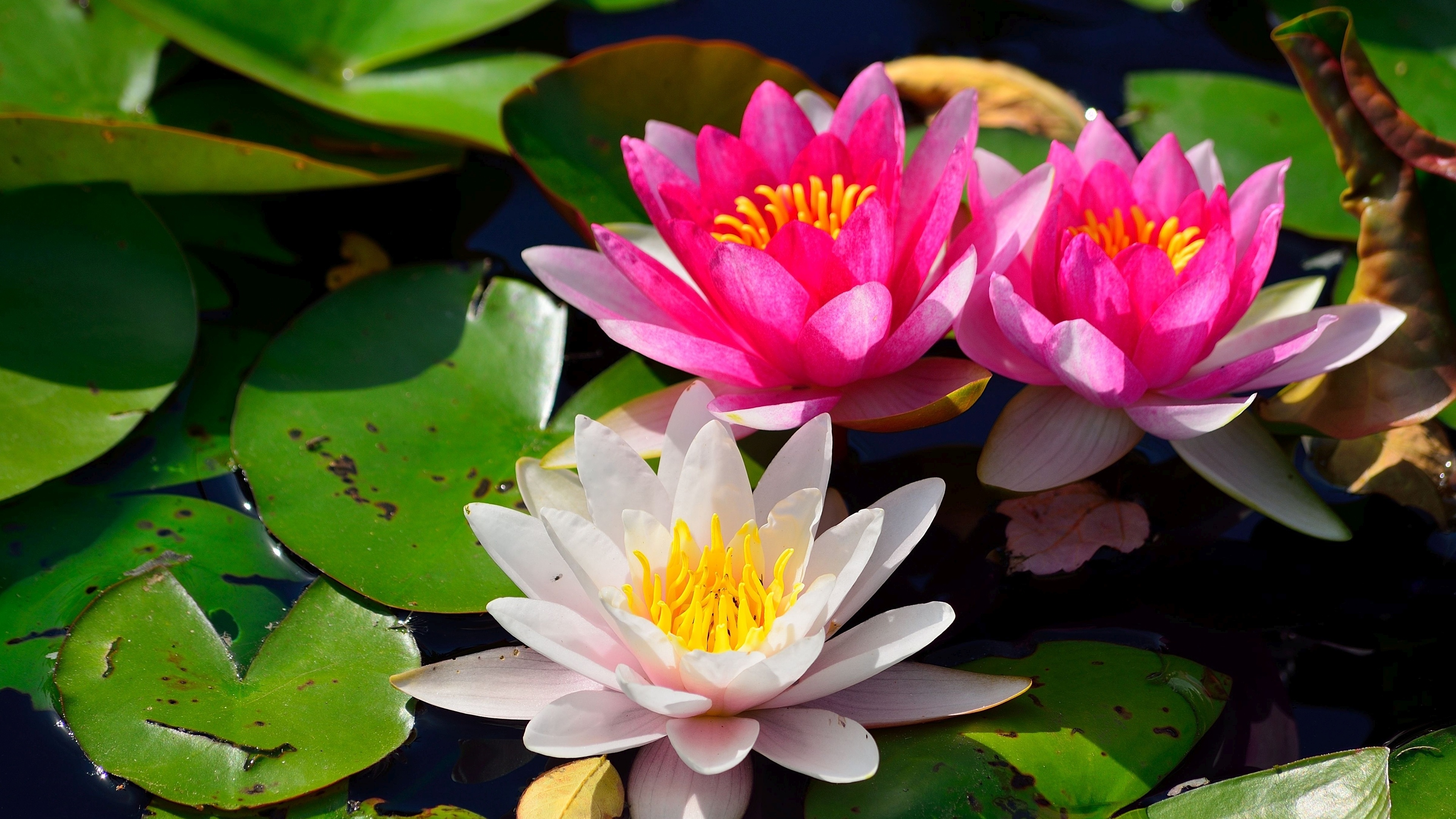 Nature, water lily, wallpaper, walls, 3840x2160 4K Desktop