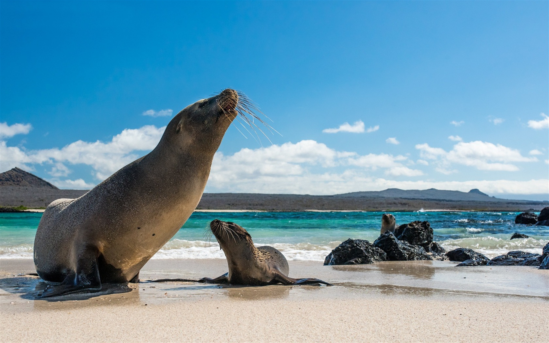 Galapagos sea lion, Wildtiere, Galapagos inseln, 1920x1200 HD Desktop