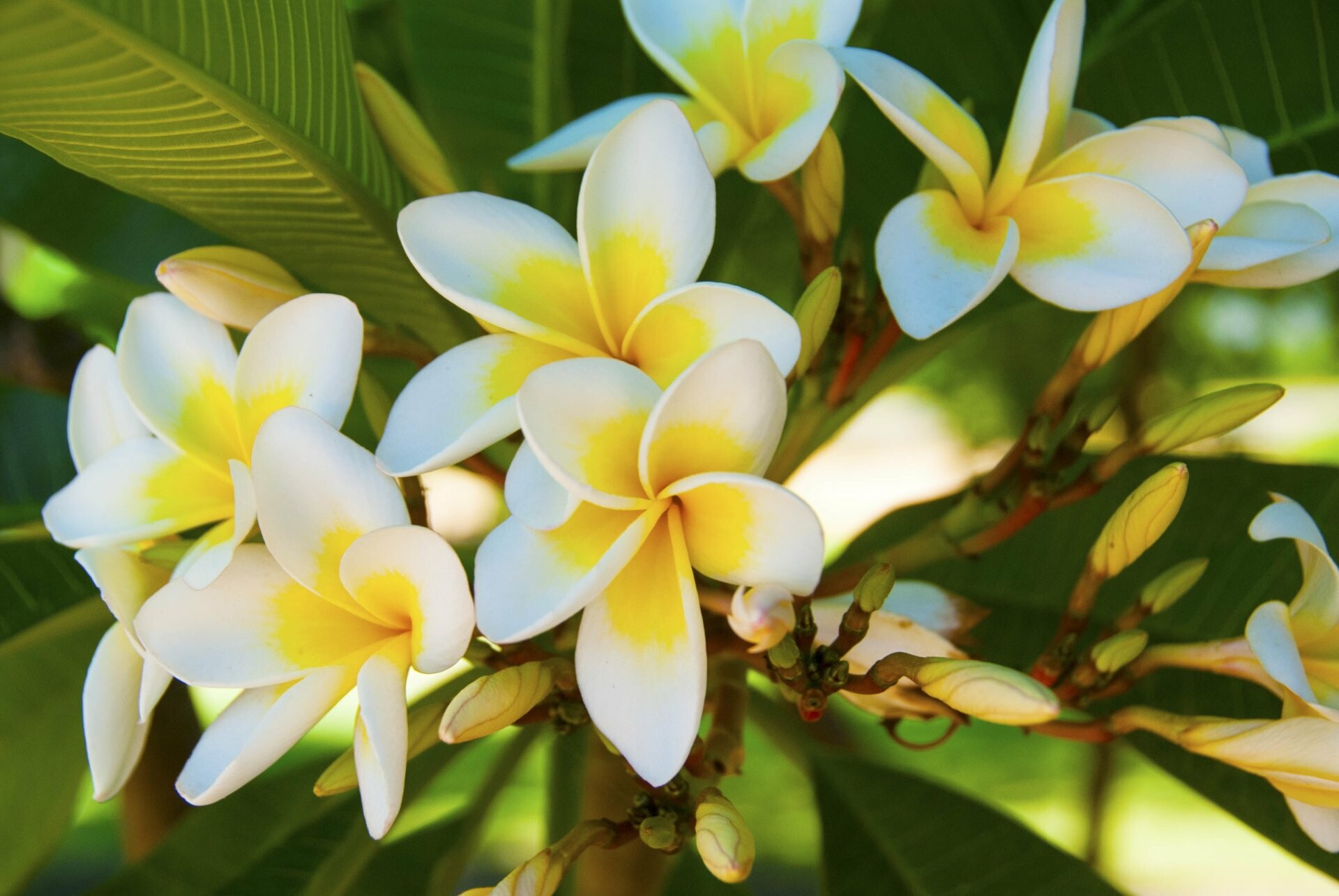 Frangipani wallpapers, Ultra HD bliss, Mesmerizing hinterlands, Nature's wonder captured, 1920x1290 HD Desktop