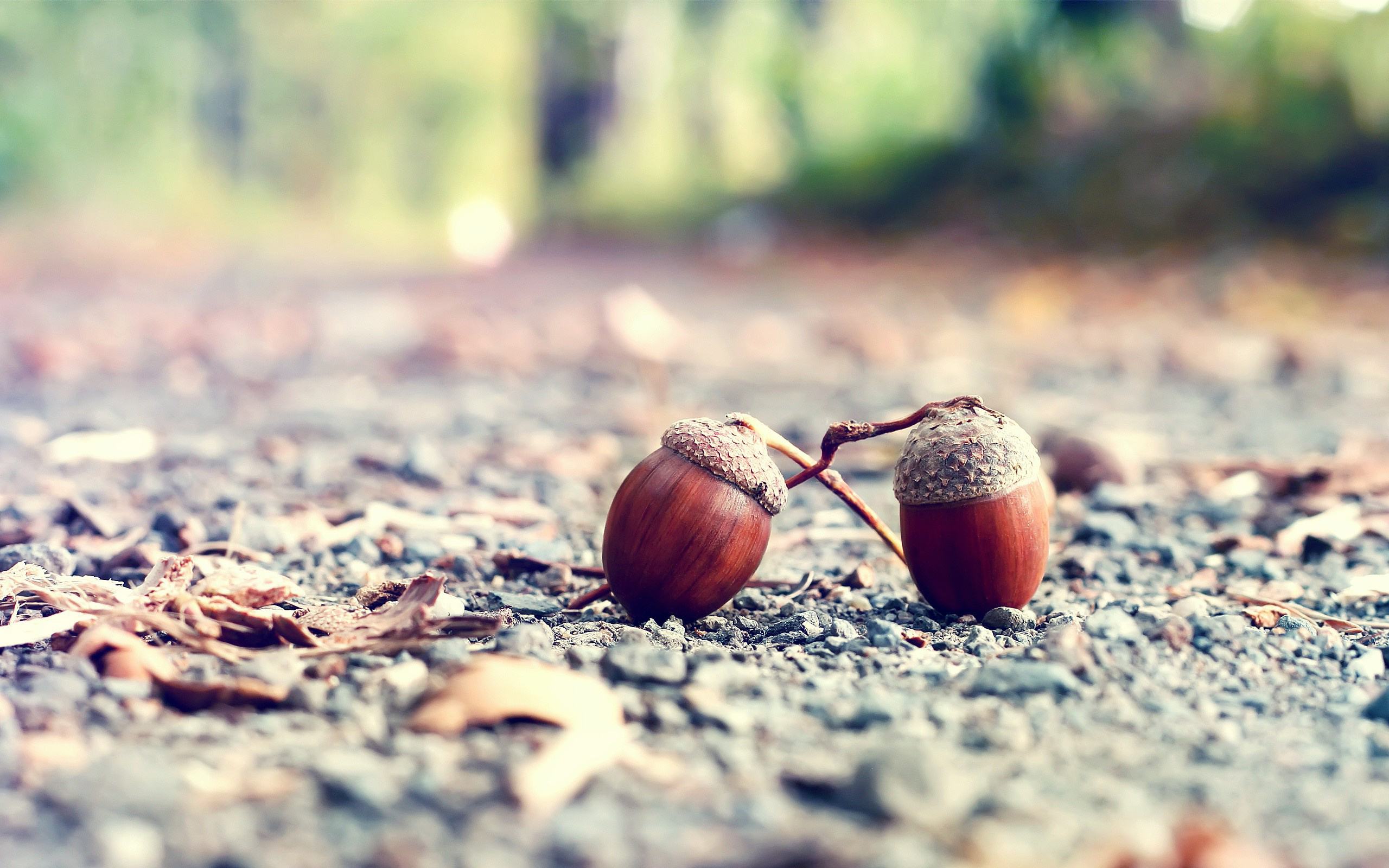 Acorn wallpapers, Posted by Samantha Johnson, 2560x1600 HD Desktop