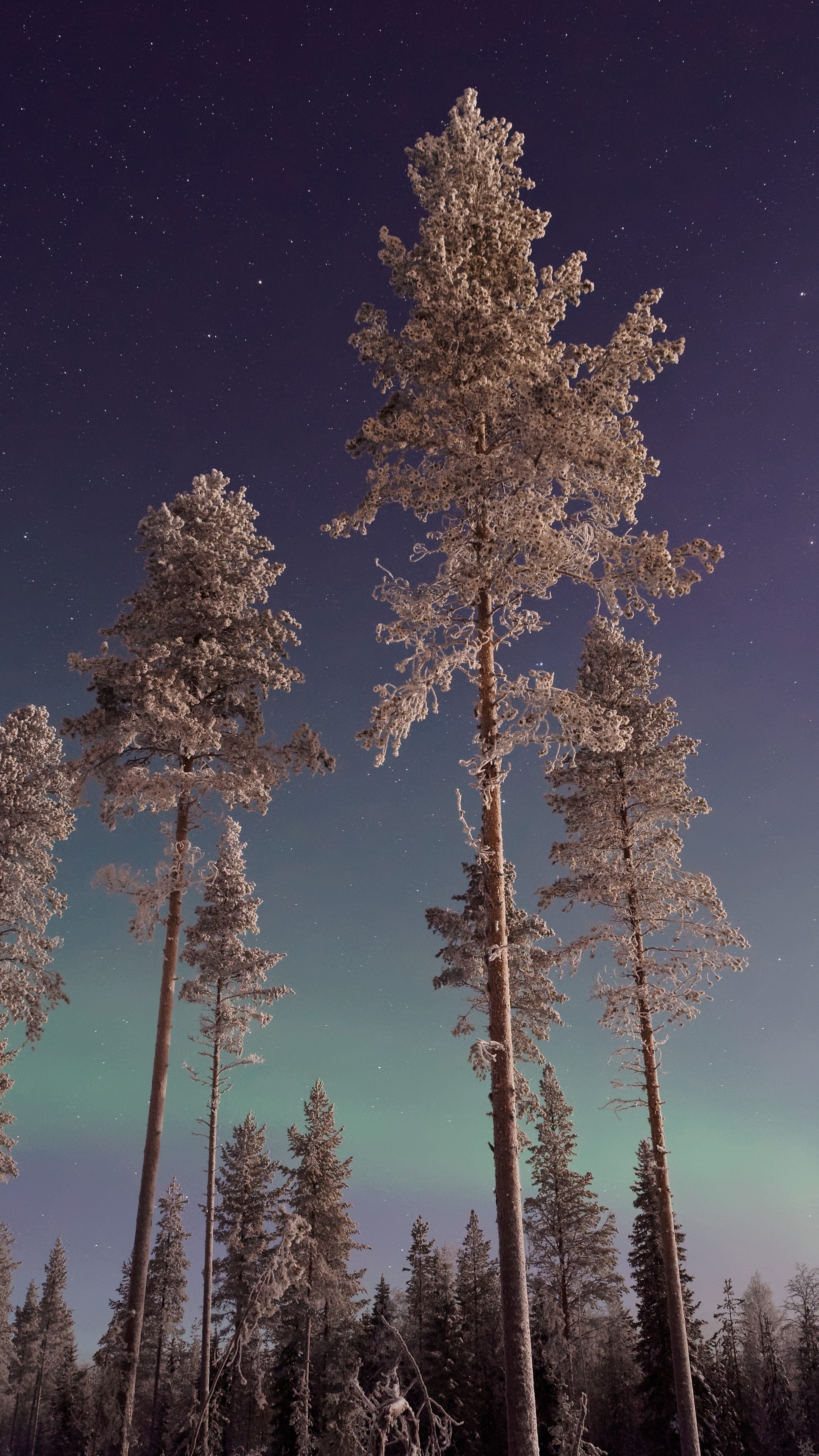 Northern lights, Pine Trees Wallpaper, 2160x3840 4K Phone