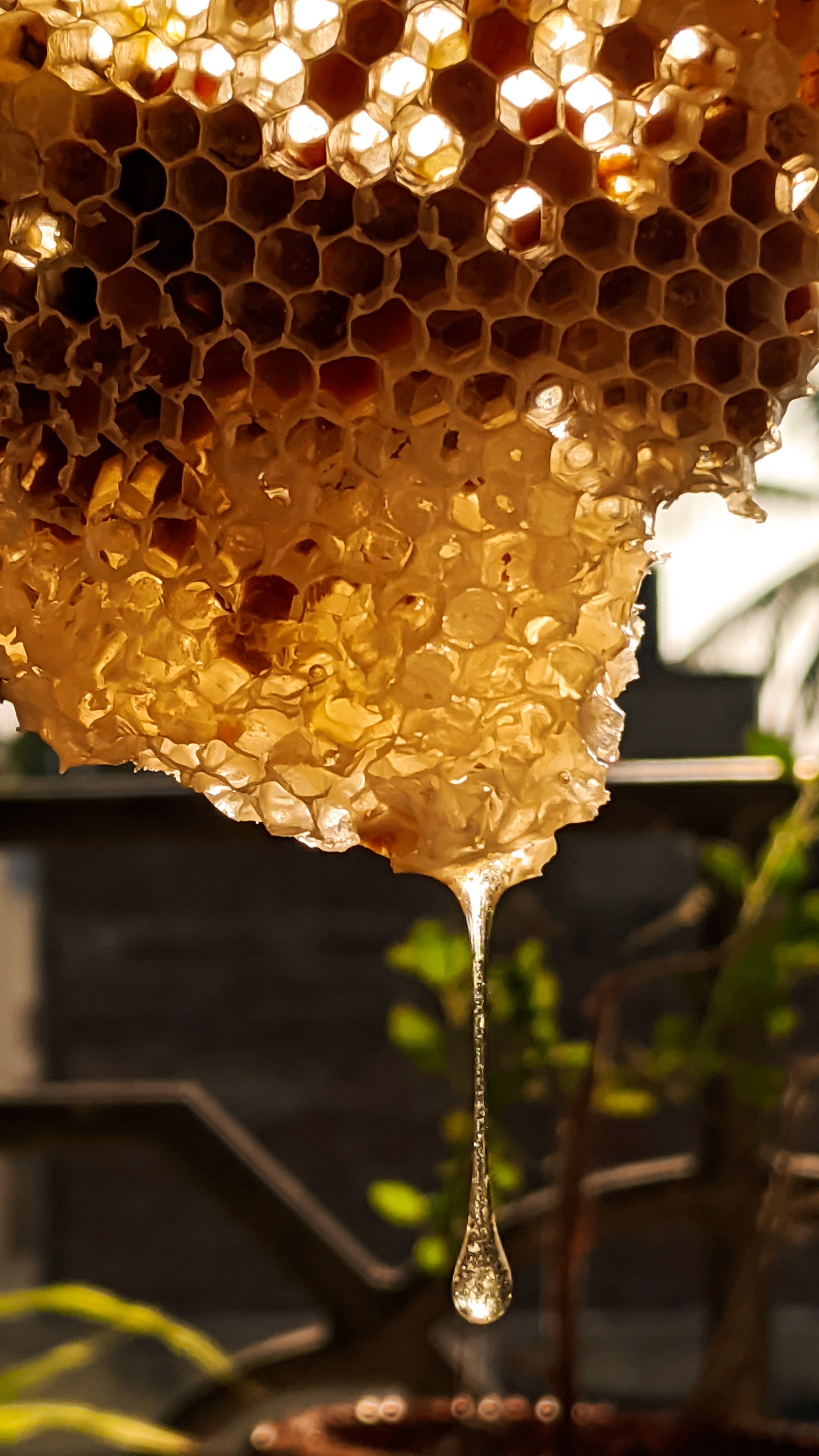 Close-up honeycomb, Hexagonal cells, Beehive wonders, Intricate honeycomb structure, 2160x3840 4K Phone