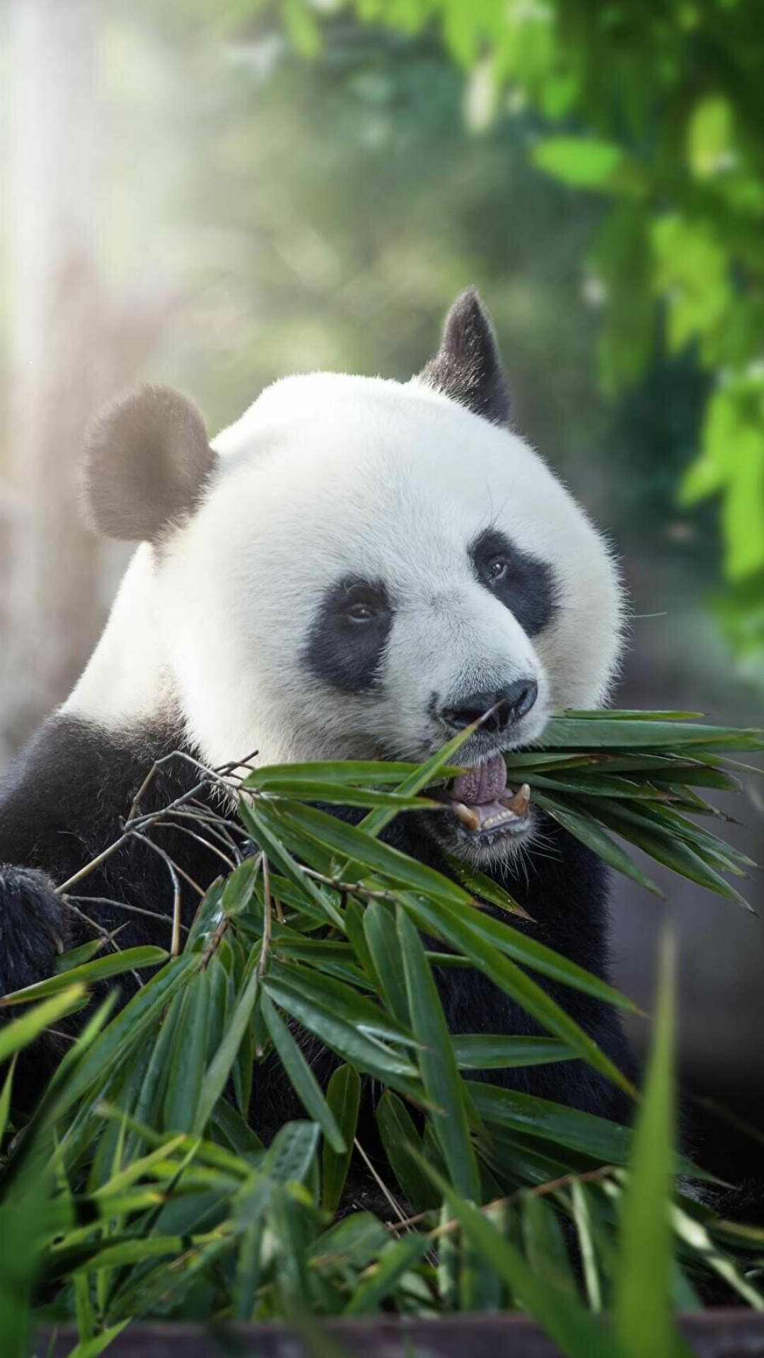 Giant pandas, Android wallpapers, HD backgrounds, Desktop wallpaper, 1080x1920 Full HD Phone