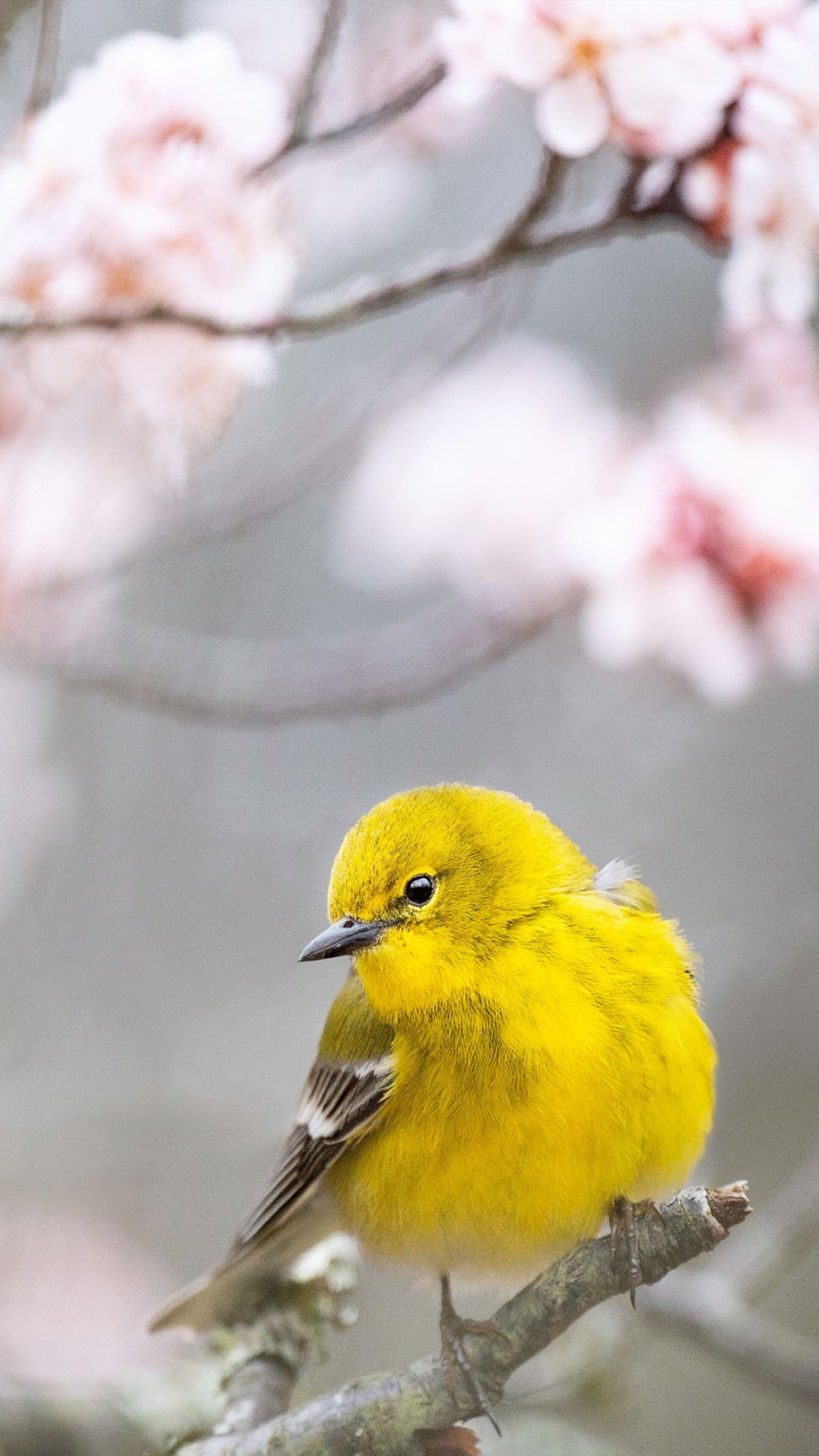 Pine warbler, Birds Wallpaper, 2160x3840 4K Phone