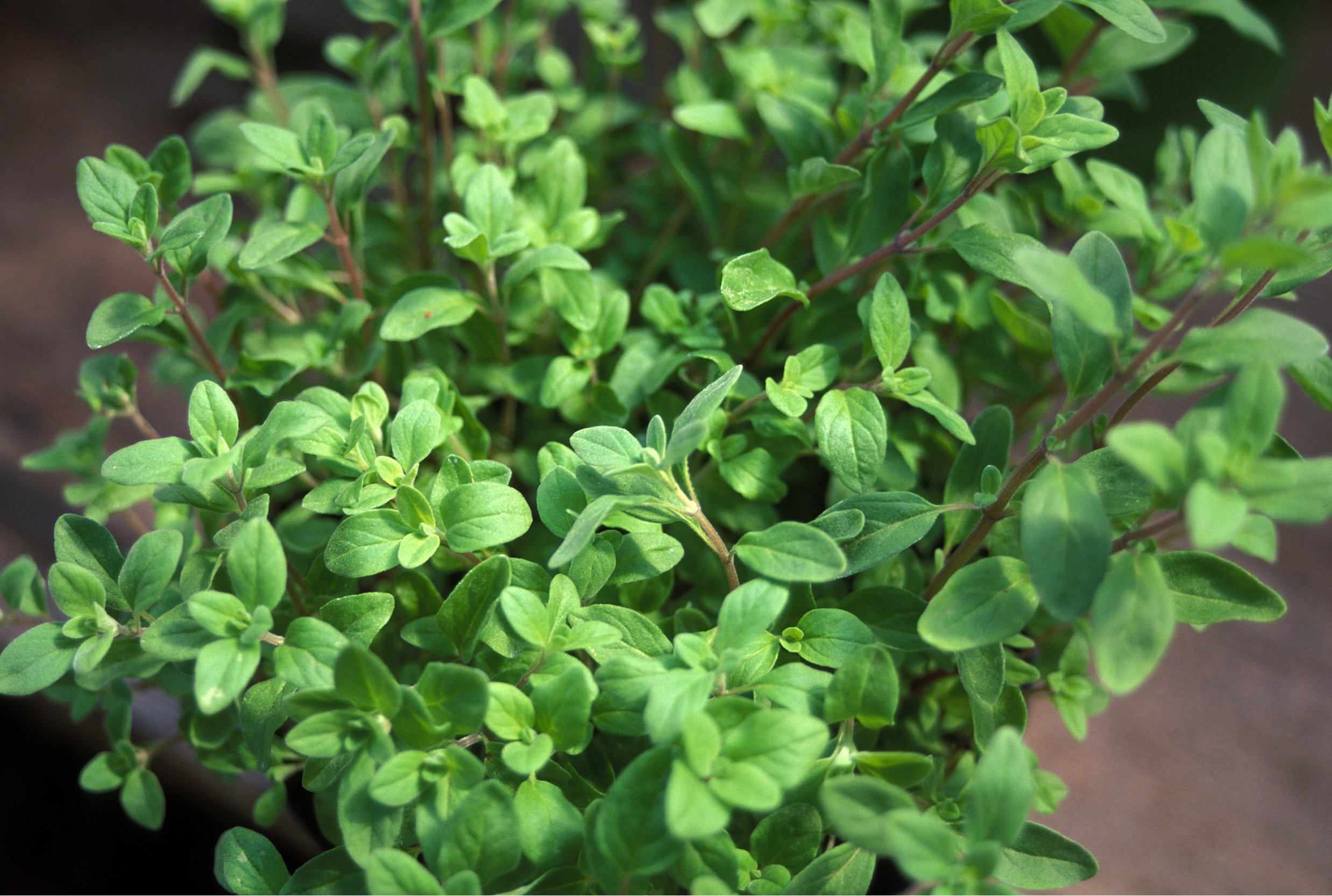 Planting oregano, OBI guide, Care tips, Gardening, 2480x1670 HD Desktop