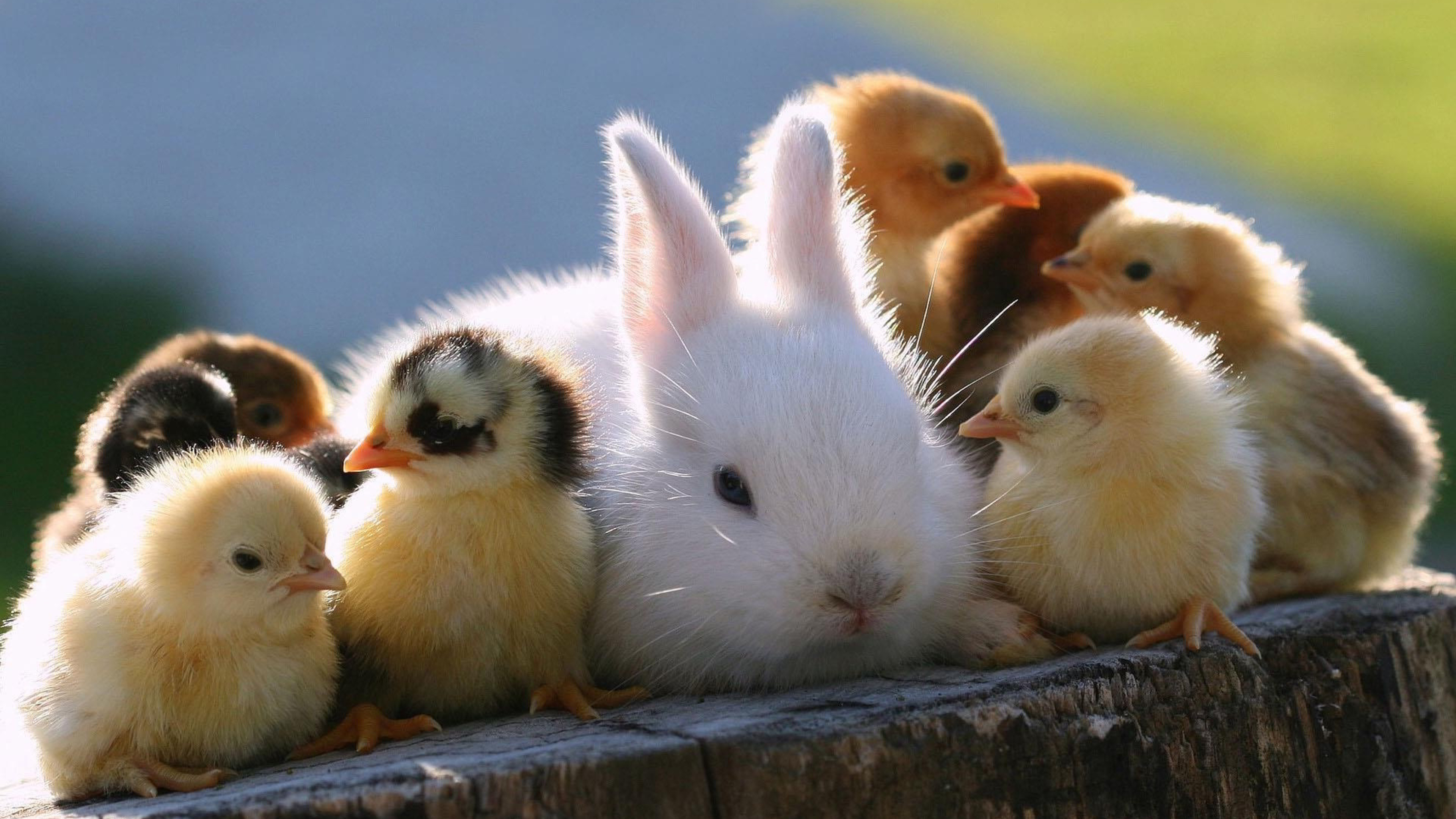 Fluffy white bunny, Yellow baby chicks, Weathered tree stump, 4K Desktop wallpaper