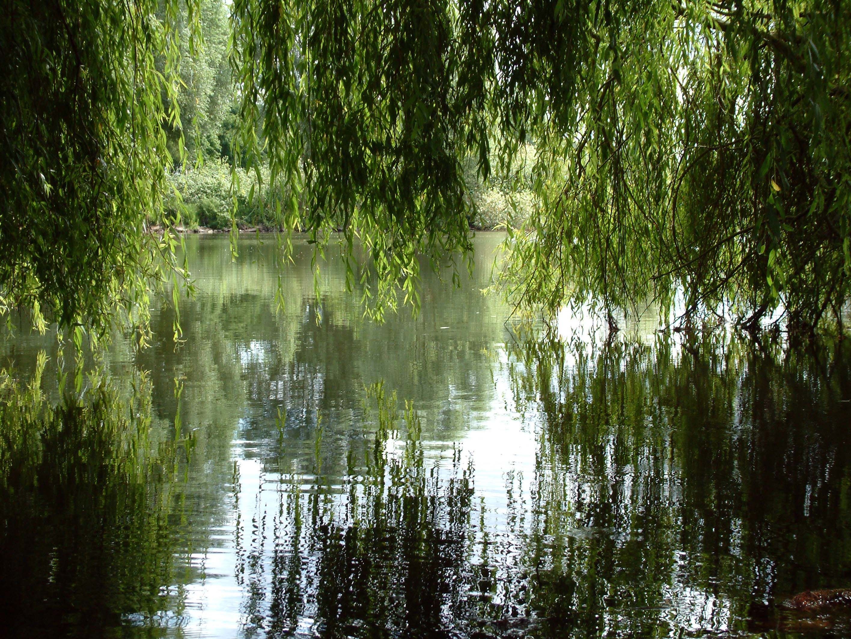 Weeping willow tree silhouette, Nature's gracefulness, Serene beauty, Delicate branches, 2840x2130 HD Desktop